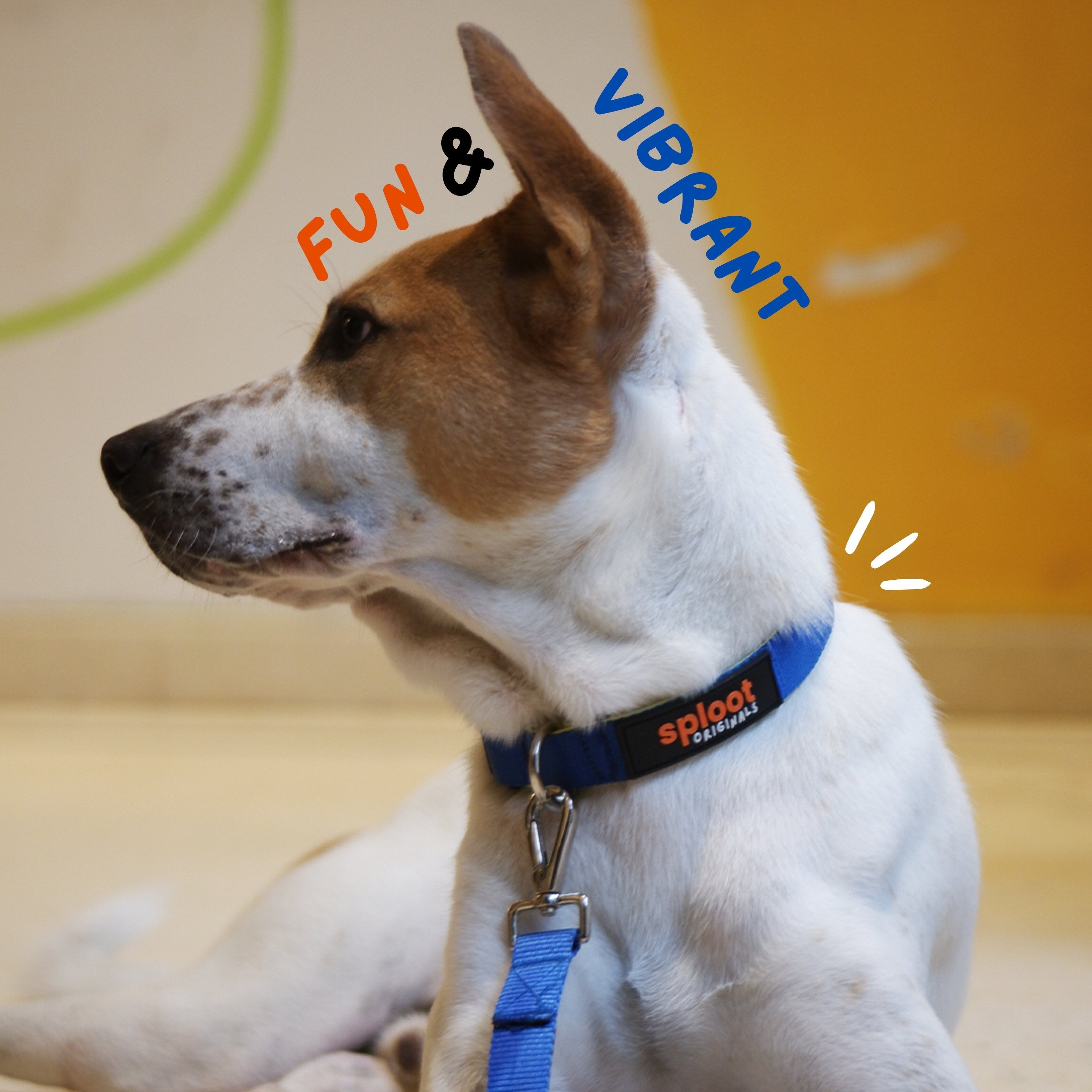 Sploot Leash & Collar - Blue & Green – image 3