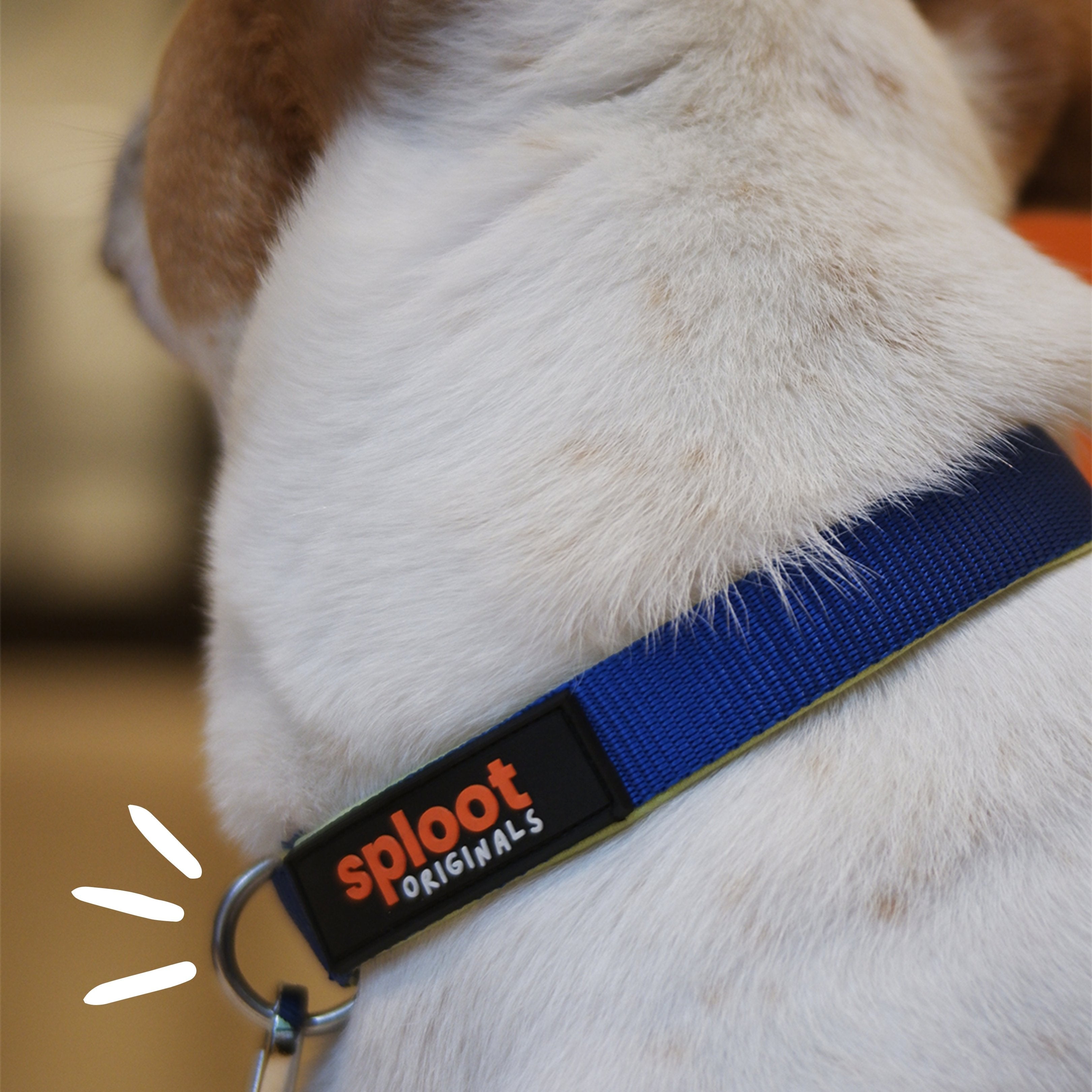 Sploot Leash & Collar - Blue & Green – image 2