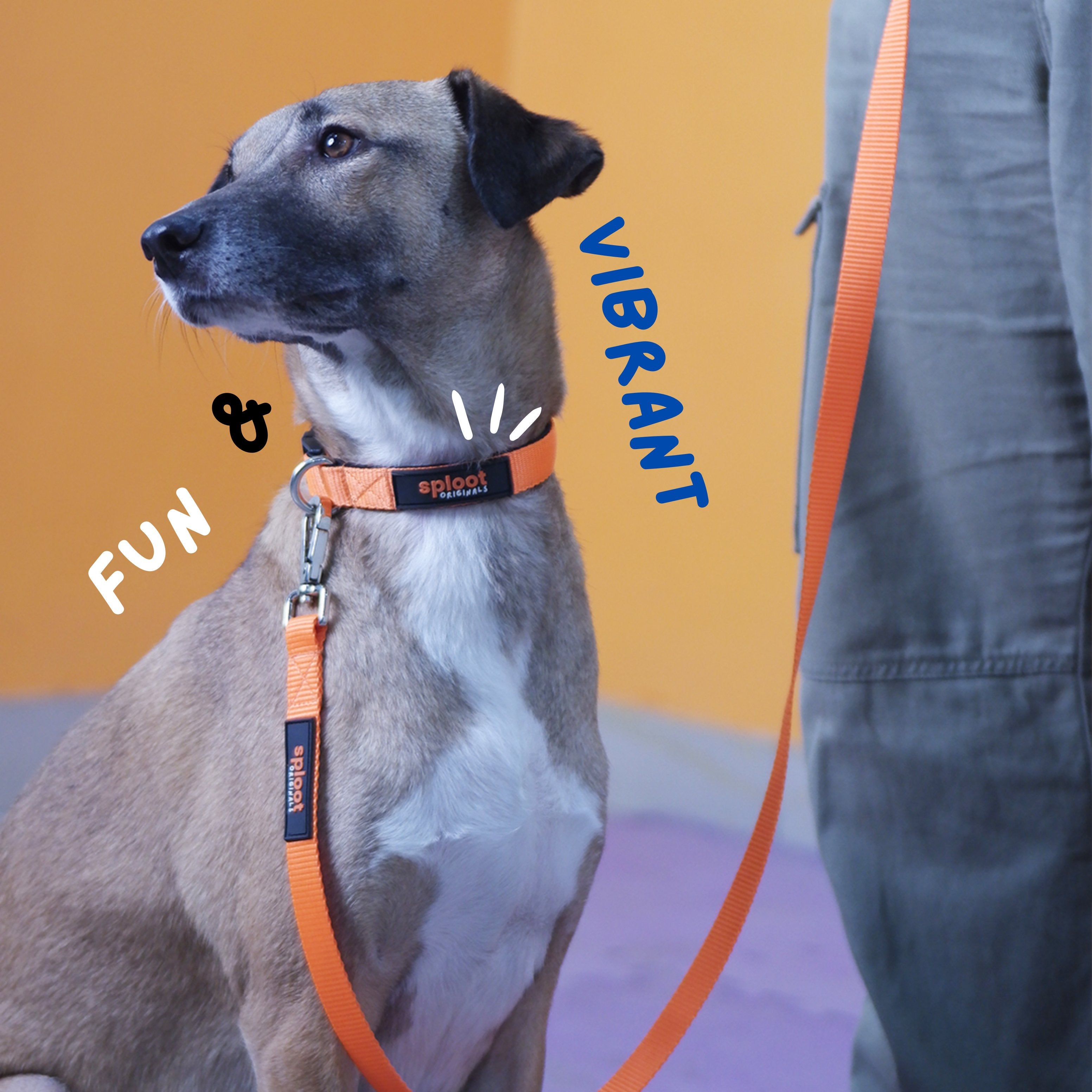 Sploot Leash & Collar - Orange & Black – image 3