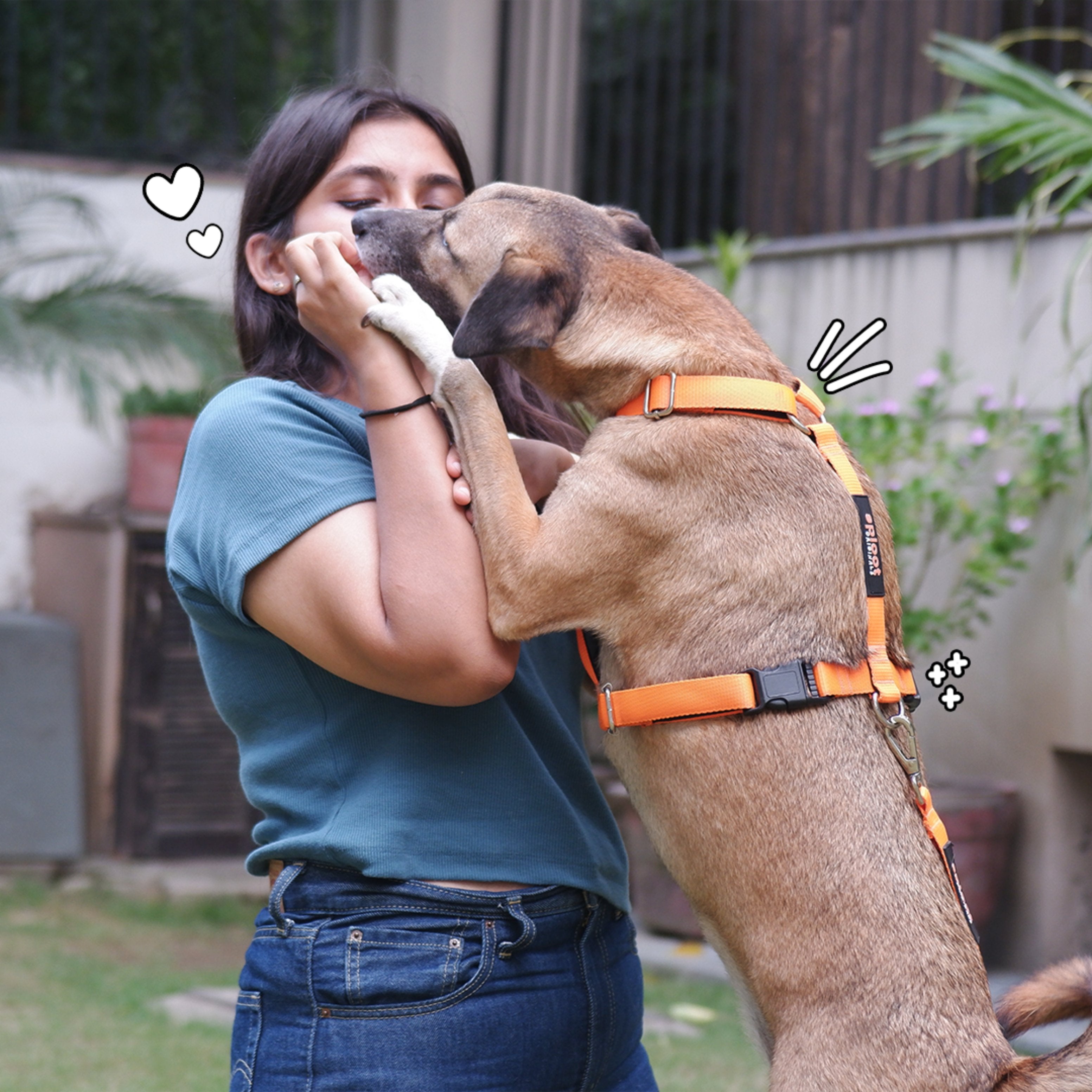 Sploot H Harness For Dog – image 3