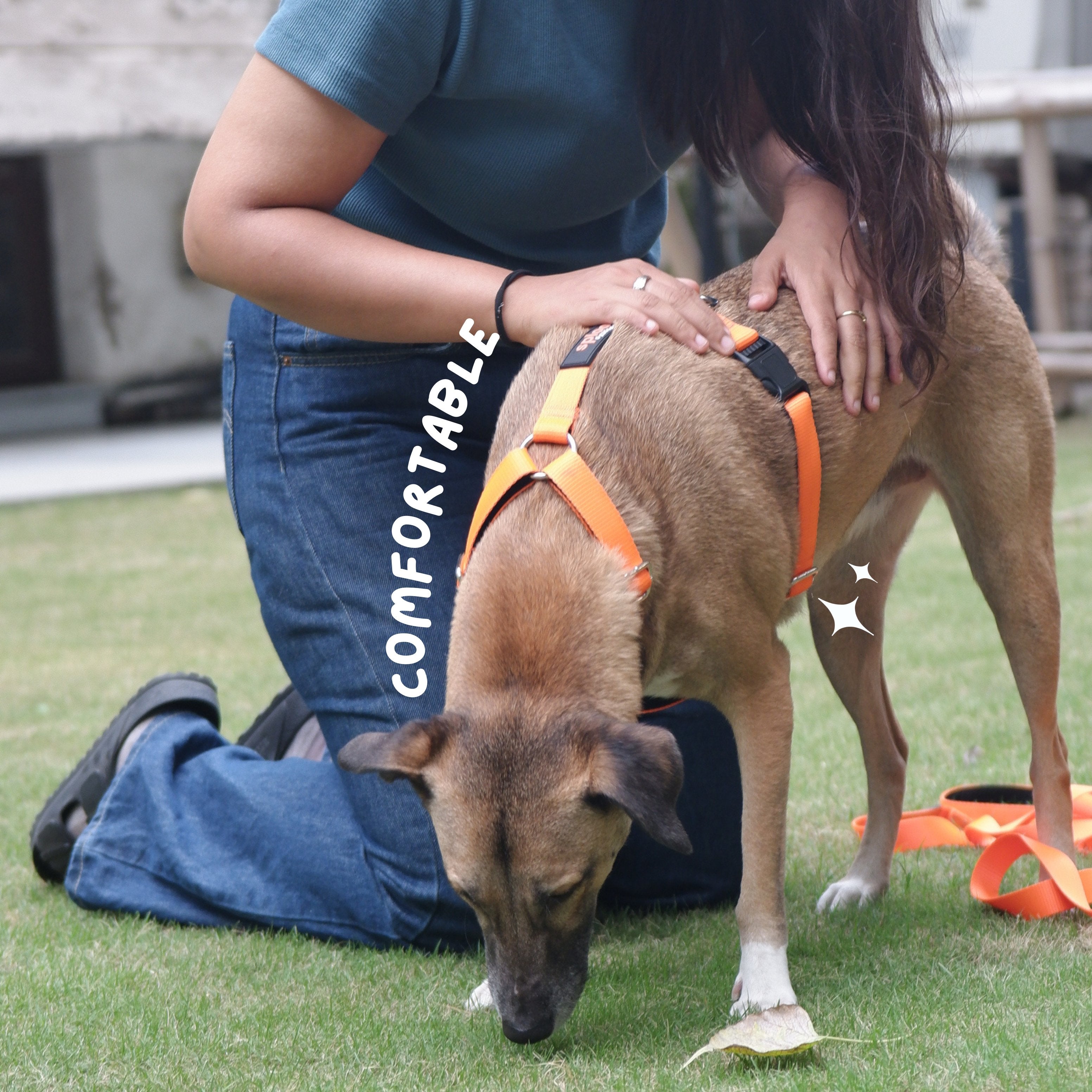 Sploot H Harness For Dog – image 5