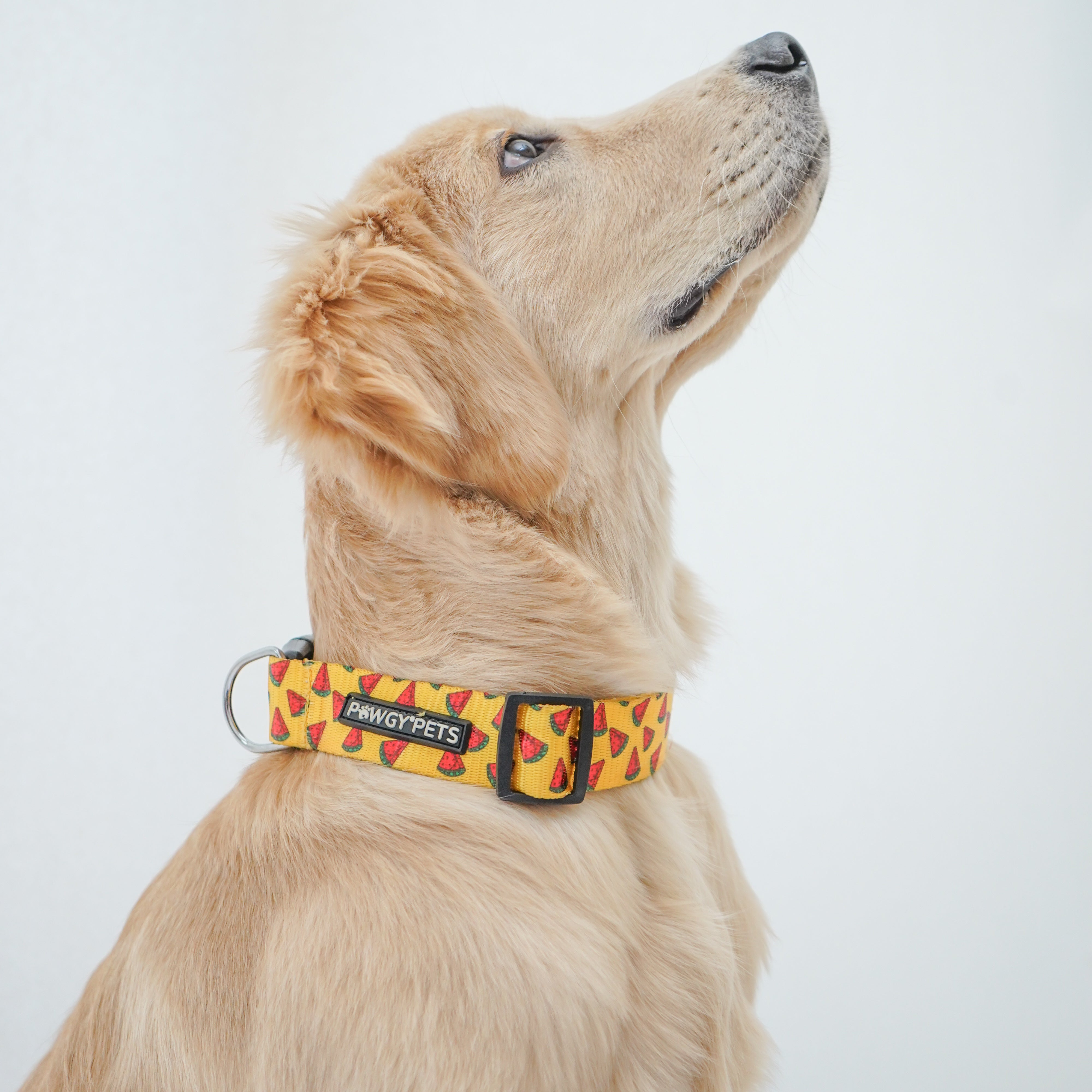 Pawgy Pets Collar Watermelon yellow for dogs and cats – image 2