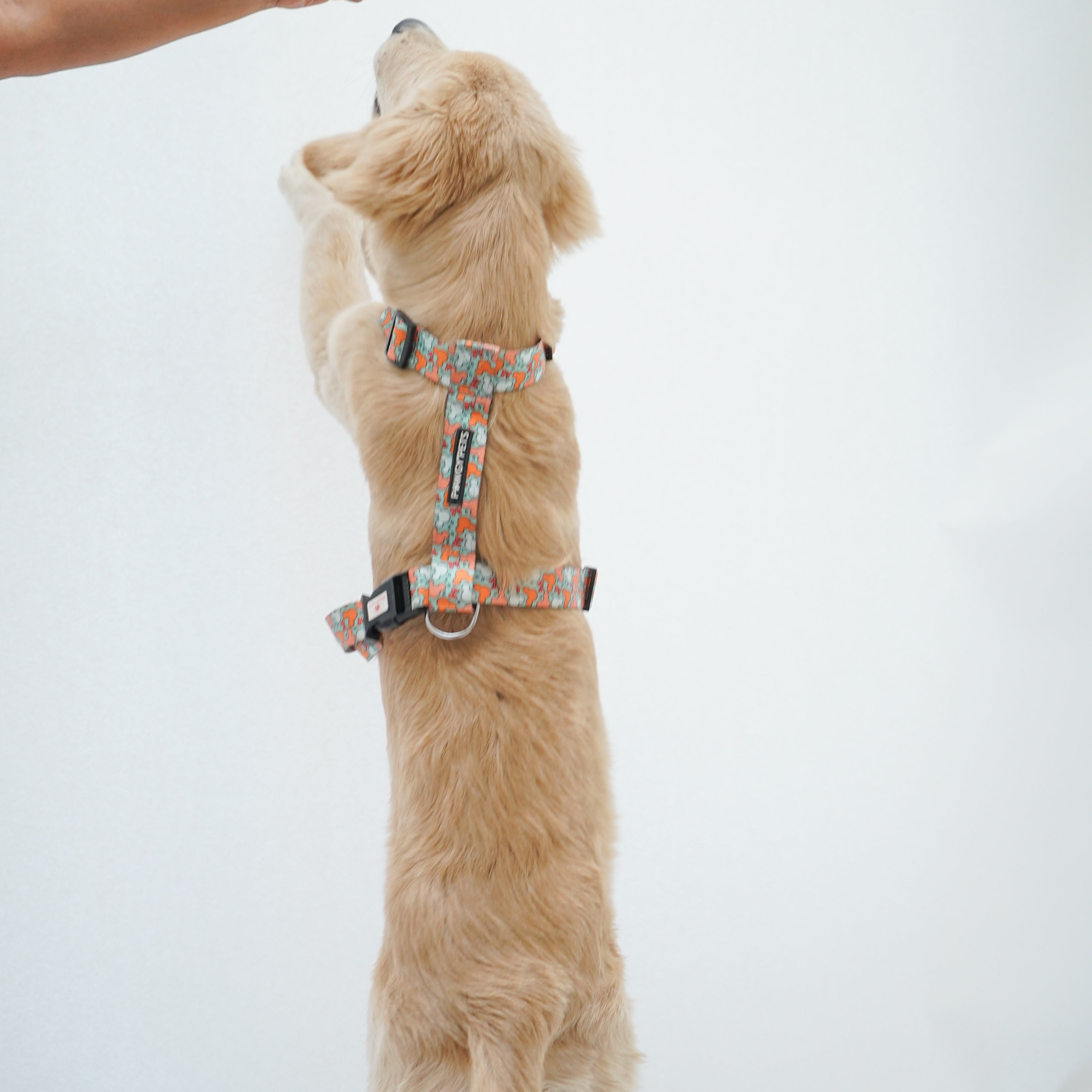 Pawgy Pets H-Harness Mickey Pastel Green for Dogs and Cats – image 4