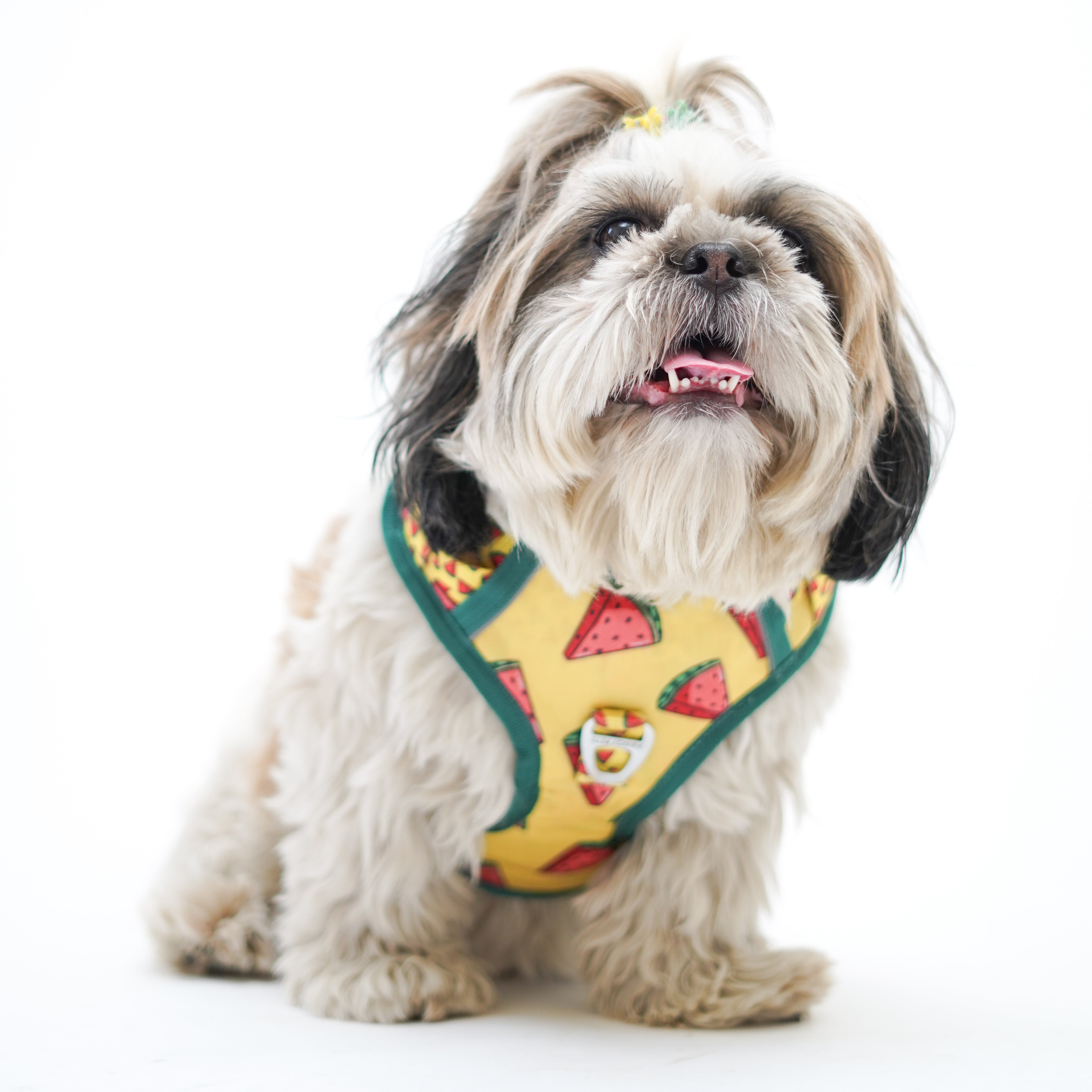 Pawgy Pets Padded Harness Watermelon – image 2