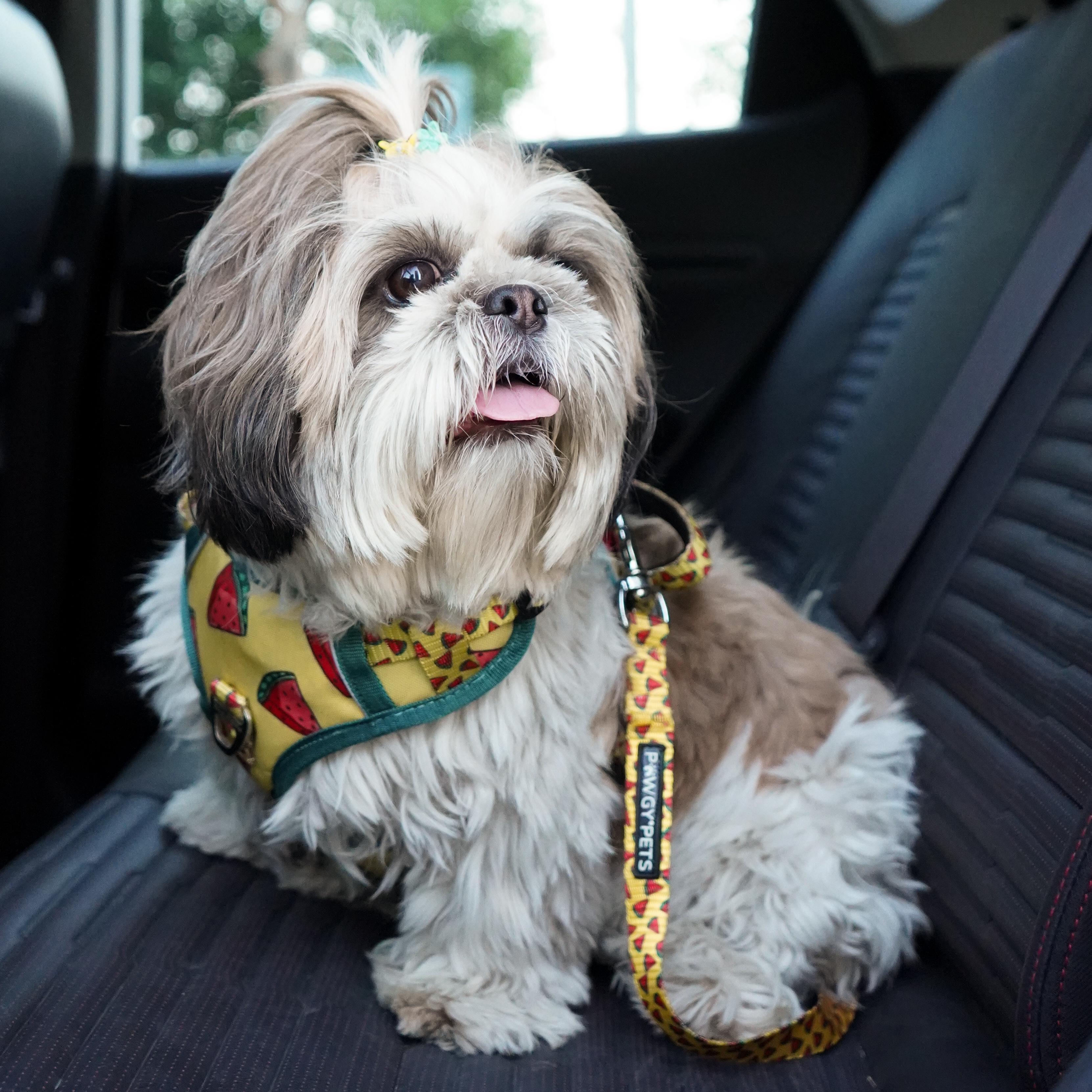 Pawgy Pets Car Leash Watermelon Yellow for Dogs and Cats – image 2