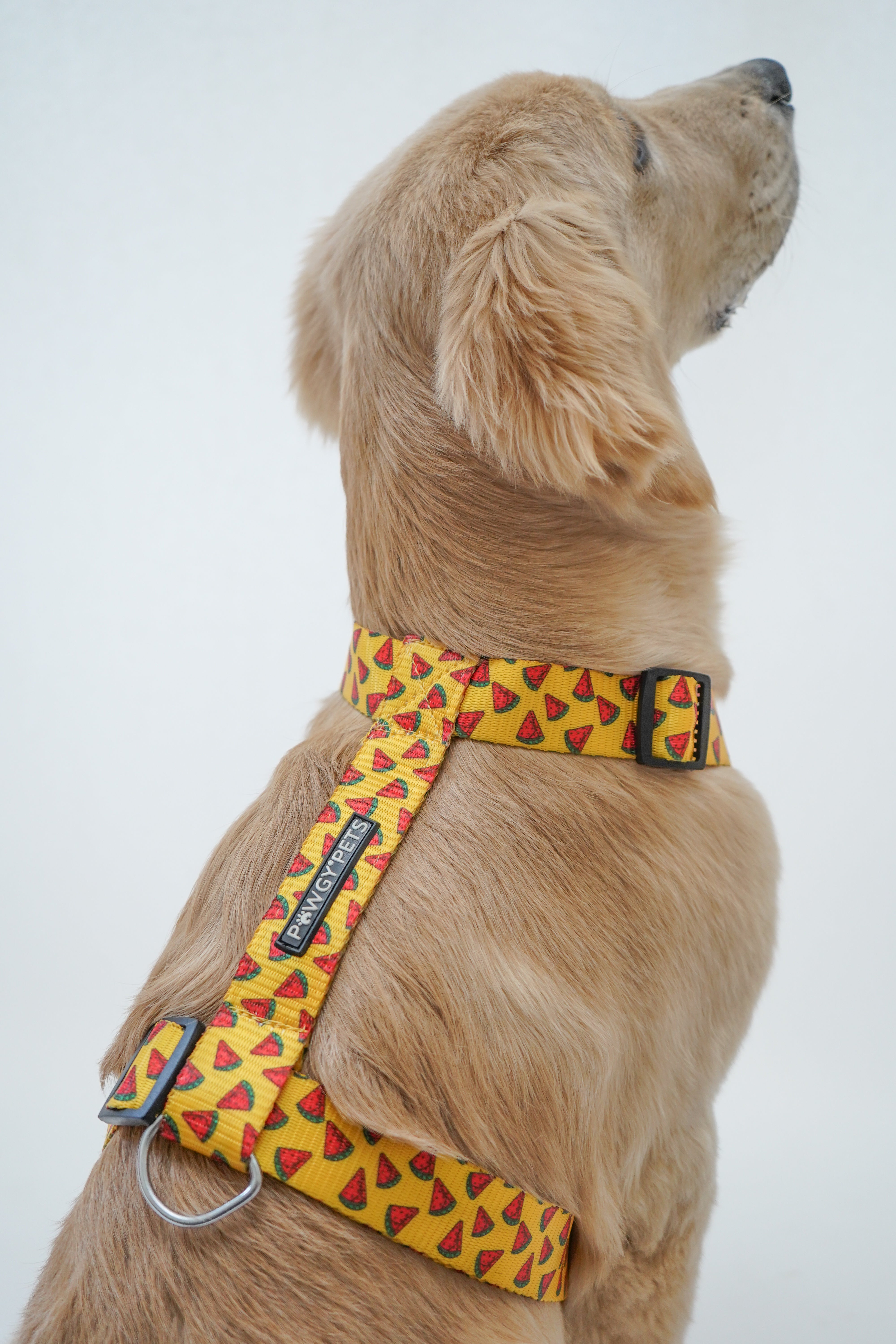 Pawgy Pets H-Harness Watermelon Yellow for Dogs and Cats – image 2
