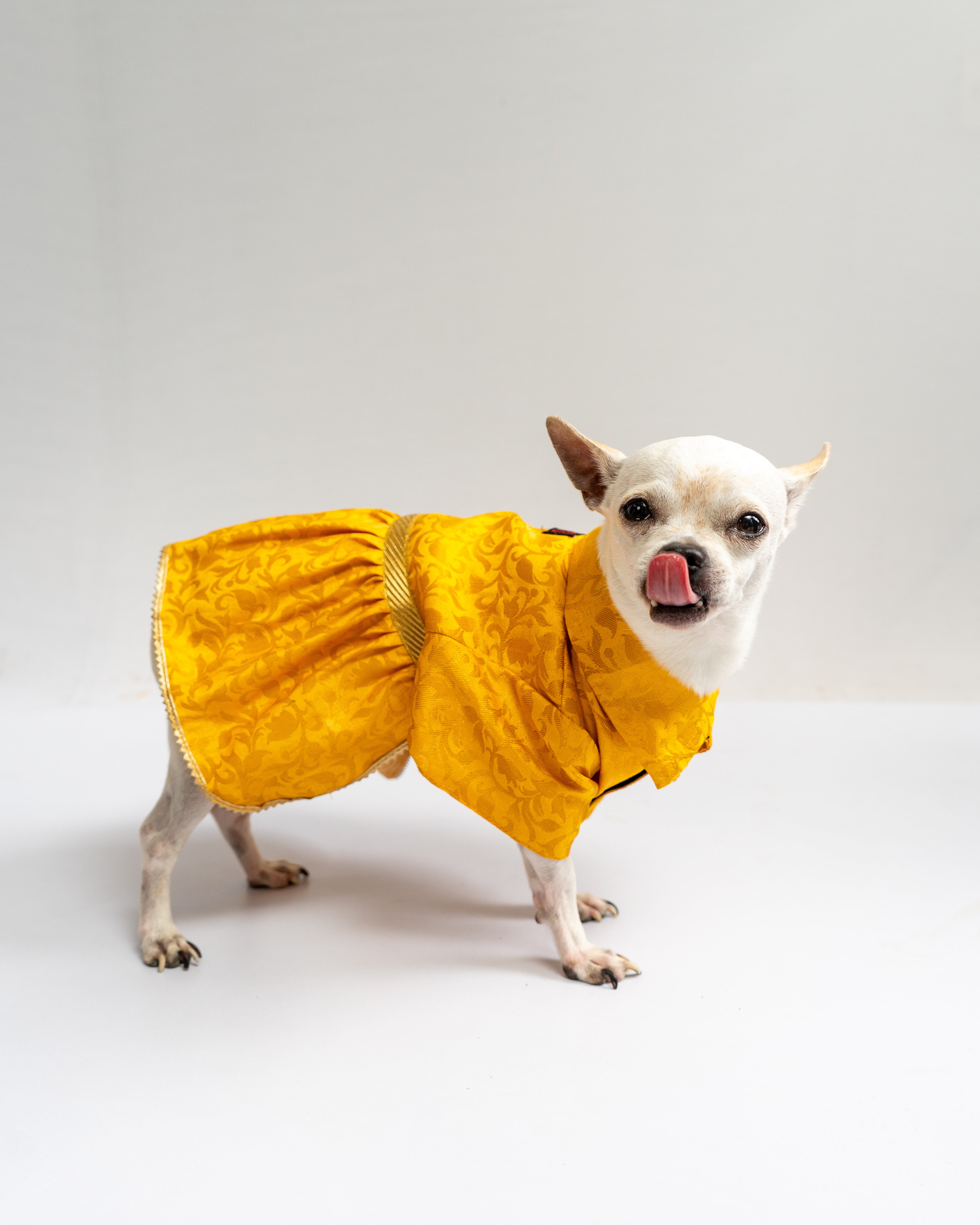 Pawgy Pets Occasion Wear Dress Yellow for Dogs – image 2