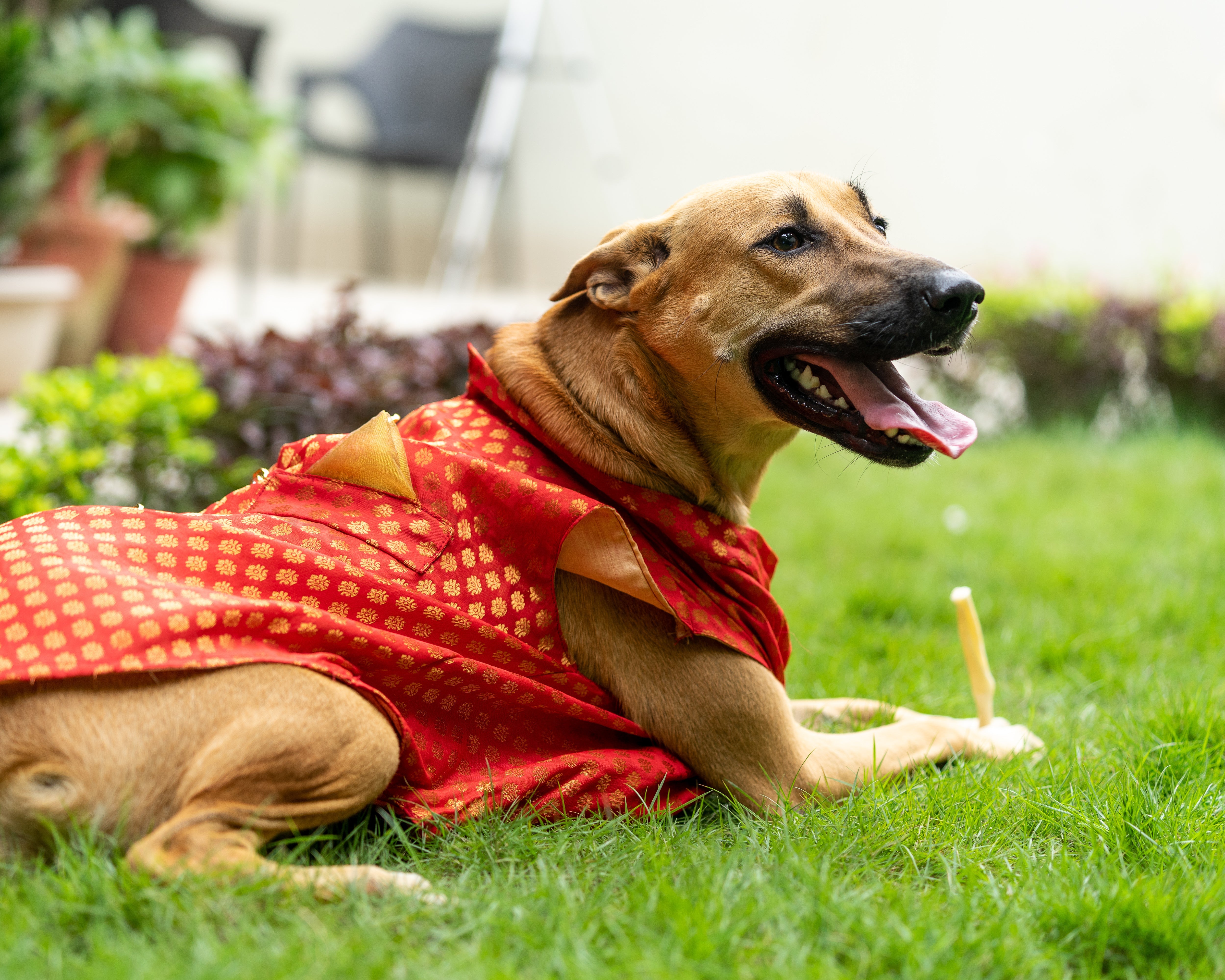 Pawgy Pets Sherwani Red for Dogs – image 3
