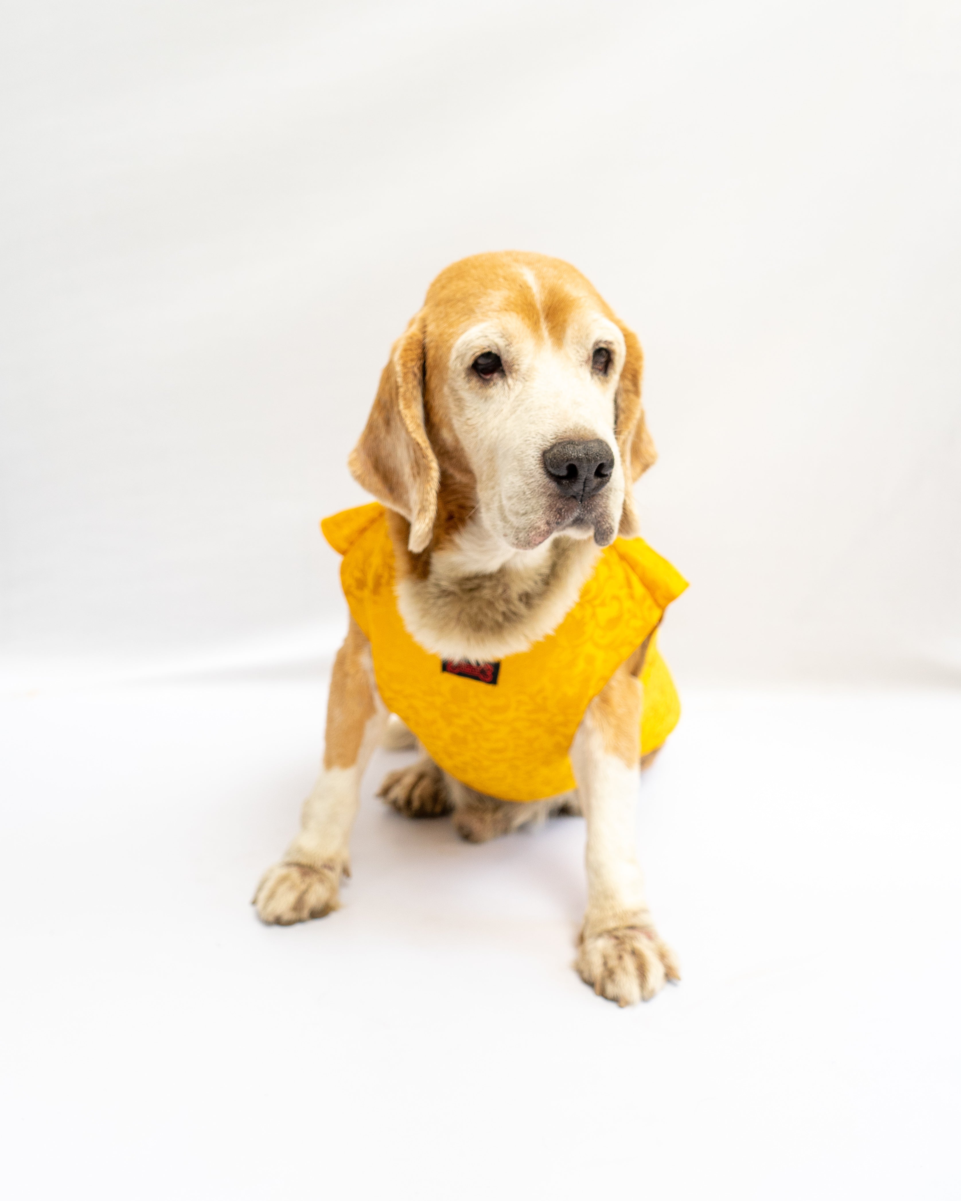 Pawgy Pets Sherwani Yellow for Dogs – image 2