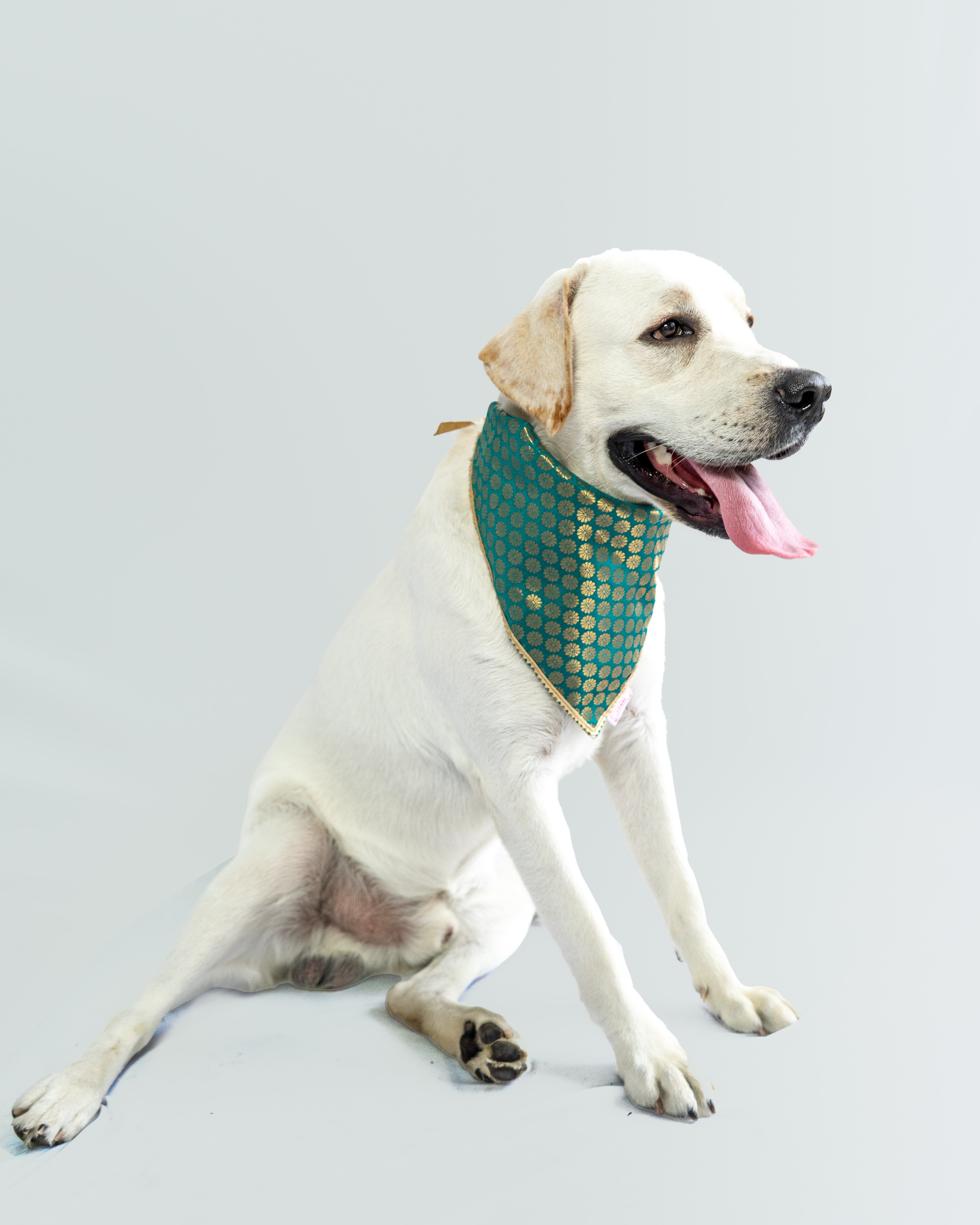 Pawgy Pets Occasion Wear Bandana Teal Blue for Dogs & Cats – image 2