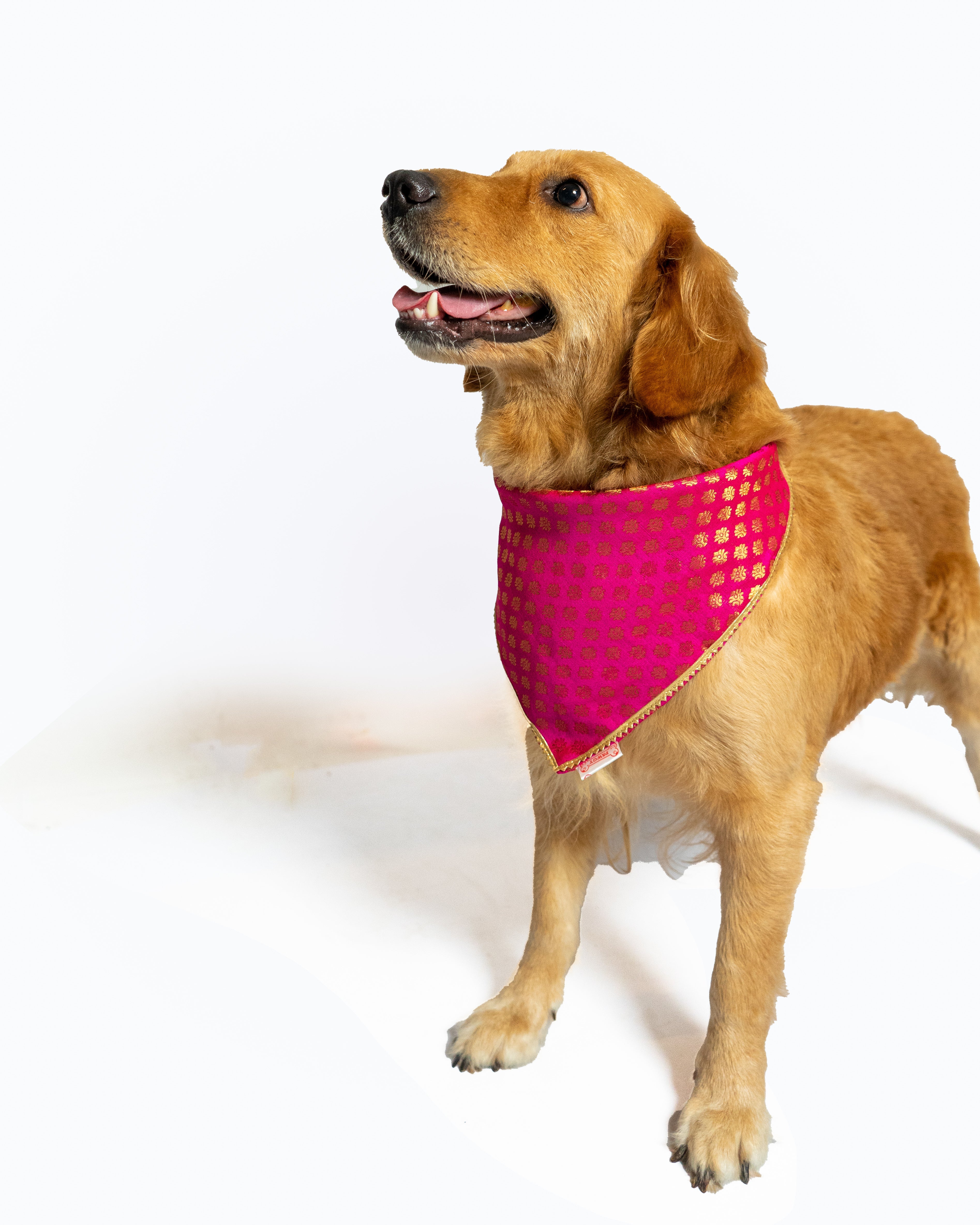 Pawgy Pets Occasion Wear Bandana Pink for Dogs & Cats – image 3