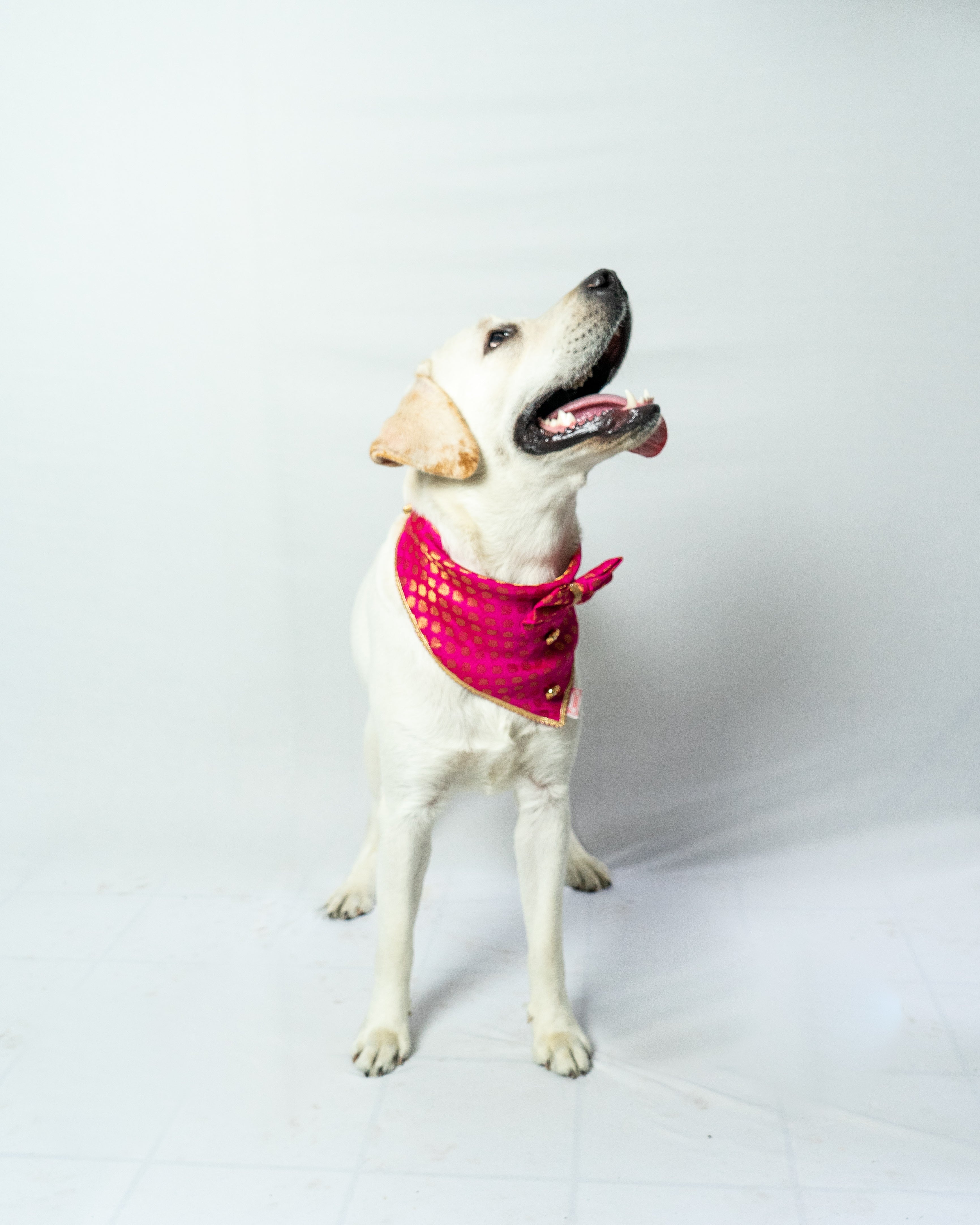 Pawgy Pets Occasion Wear Bow Bandana Pink for Dogs & Cats – image 3
