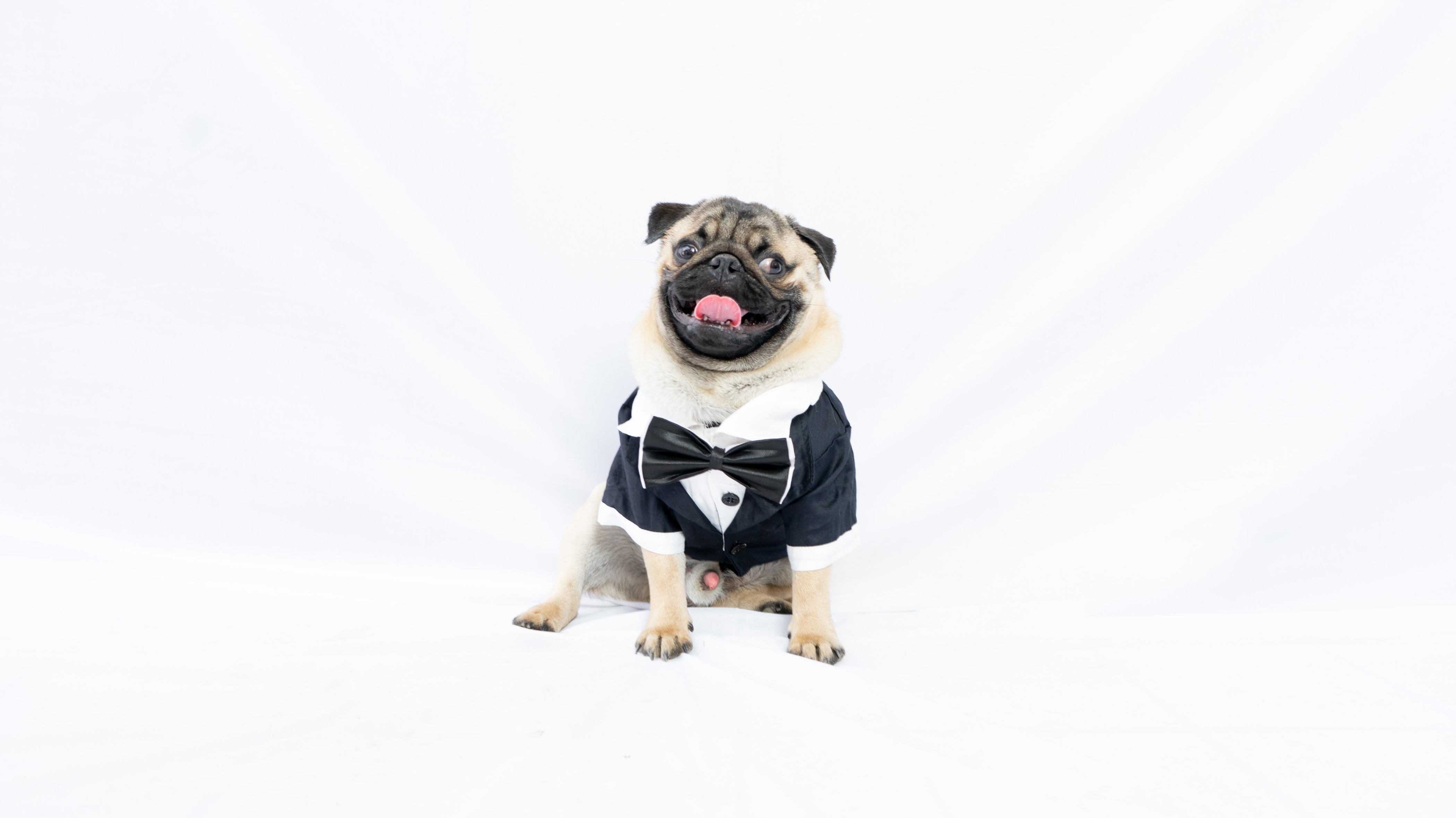 Pawgy Pets Tuxedo: Black for Dogs & Cats – image 4