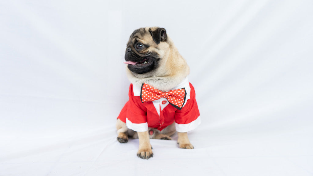 Pawgy Pets Tuxedo: Red for Dogs & Cats – image 2