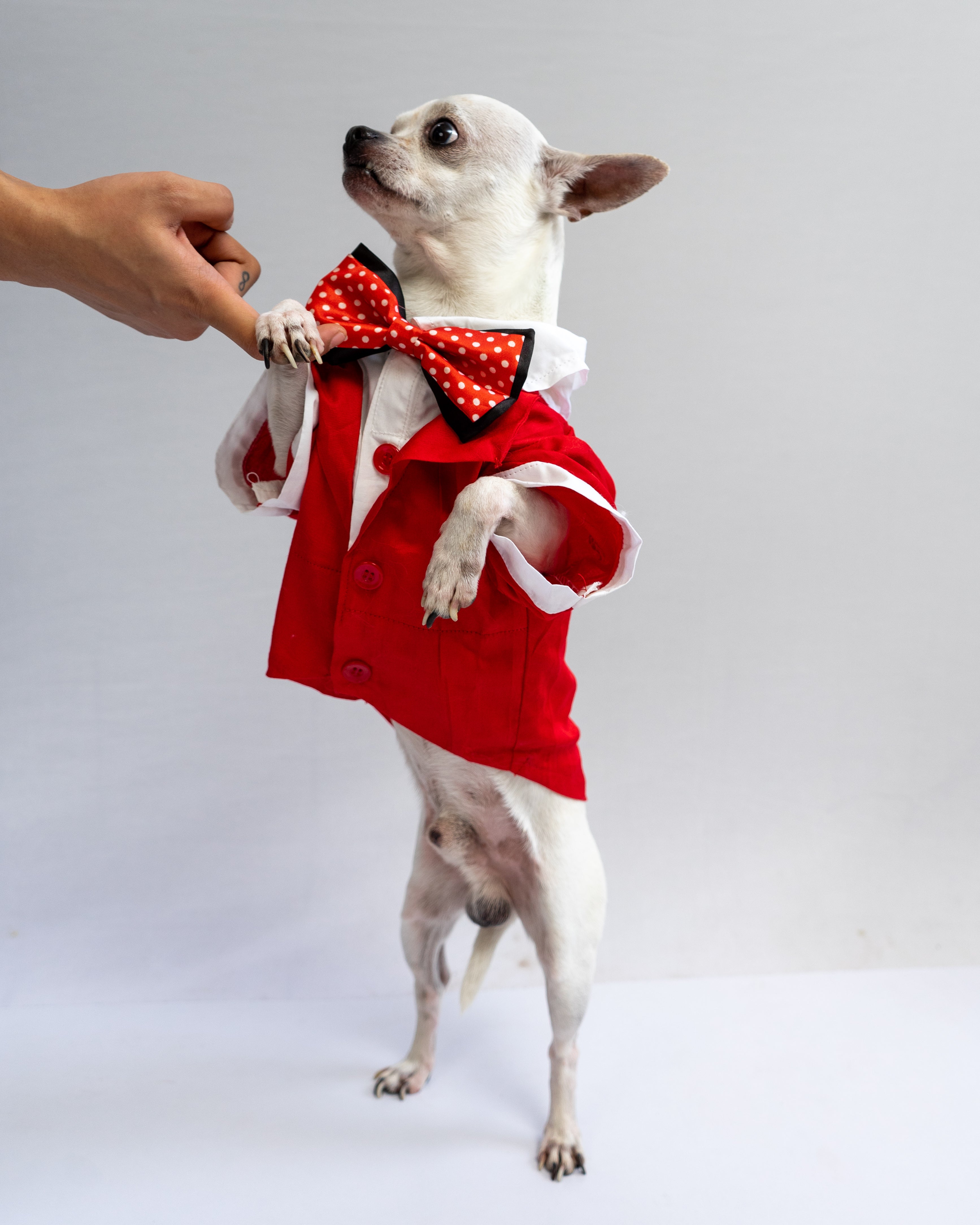 Pawgy Pets Tuxedo: Red for Dogs & Cats – image 6