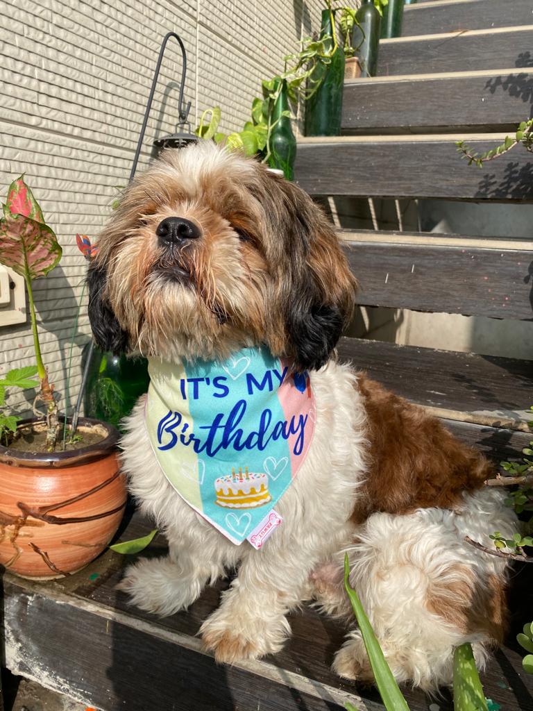 Pawgy Pets Reversible Birthday Bandana for Dogs & Cats – image 2