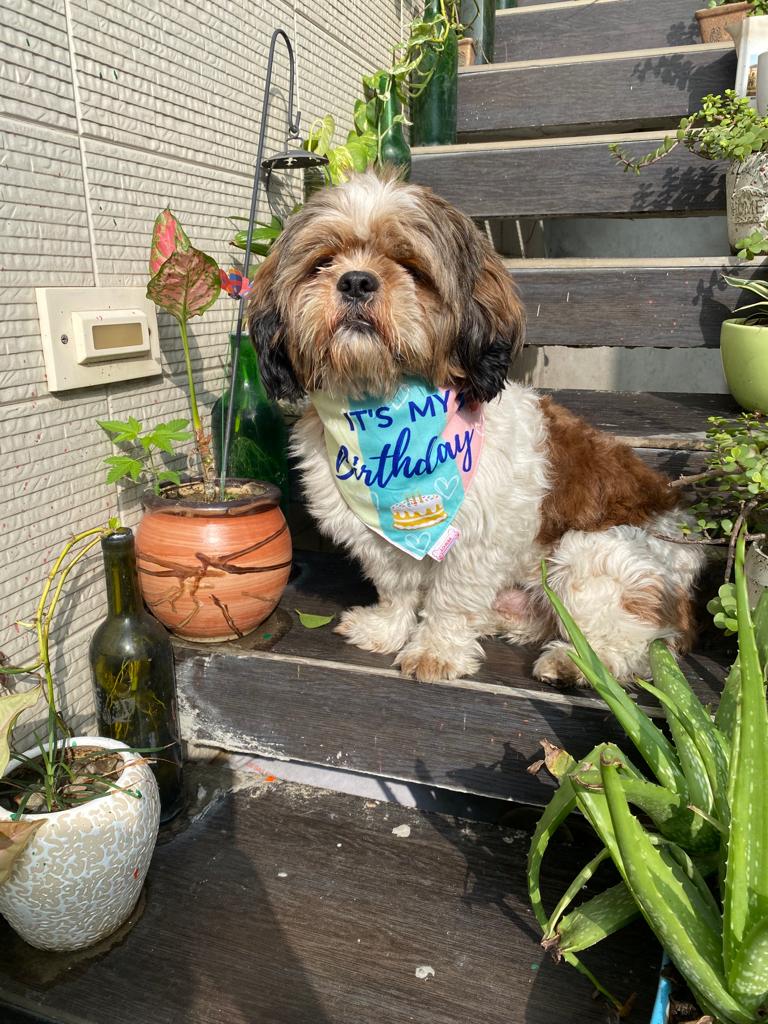 Pawgy Pets Reversible Birthday Bandana for Dogs & Cats – image 6