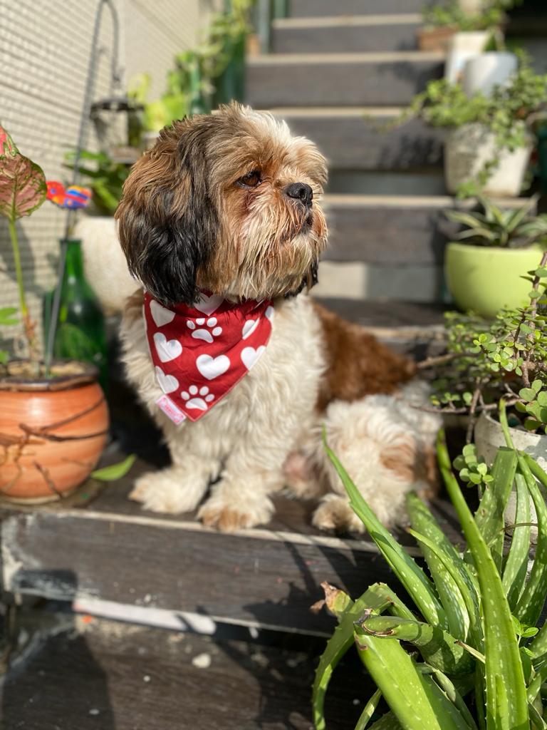 Pawgy Pets Reversible Birthday Bandana for Dogs & Cats – image 3