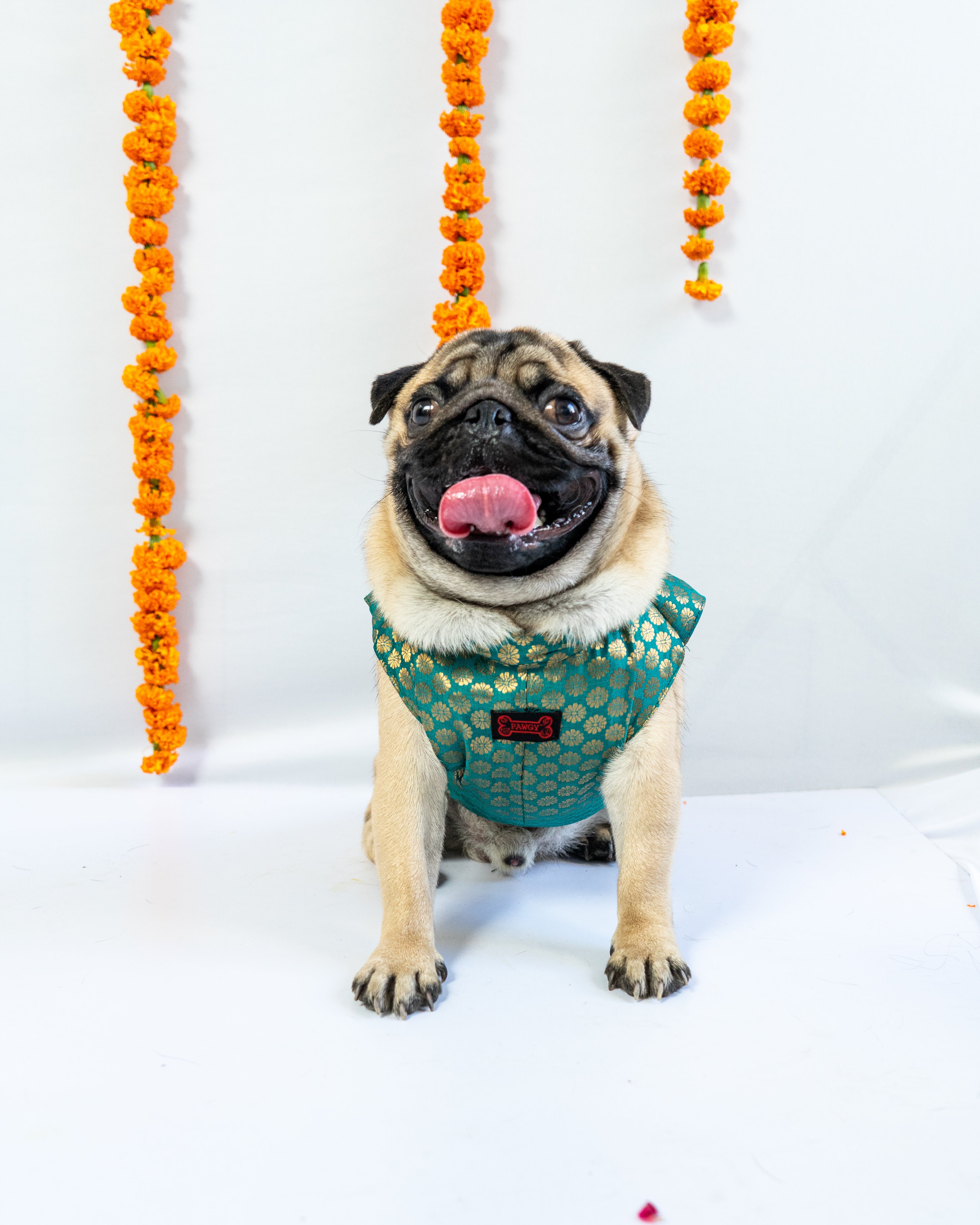 Pawgy Pets Sherwani Blue for Dogs – image 3