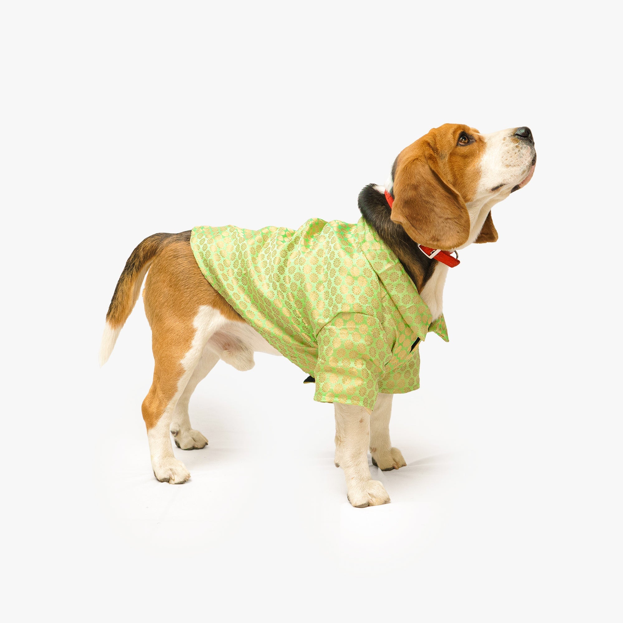 Pawgy Pets Occasion Wear Shirt Pista Green for Dogs – image 2