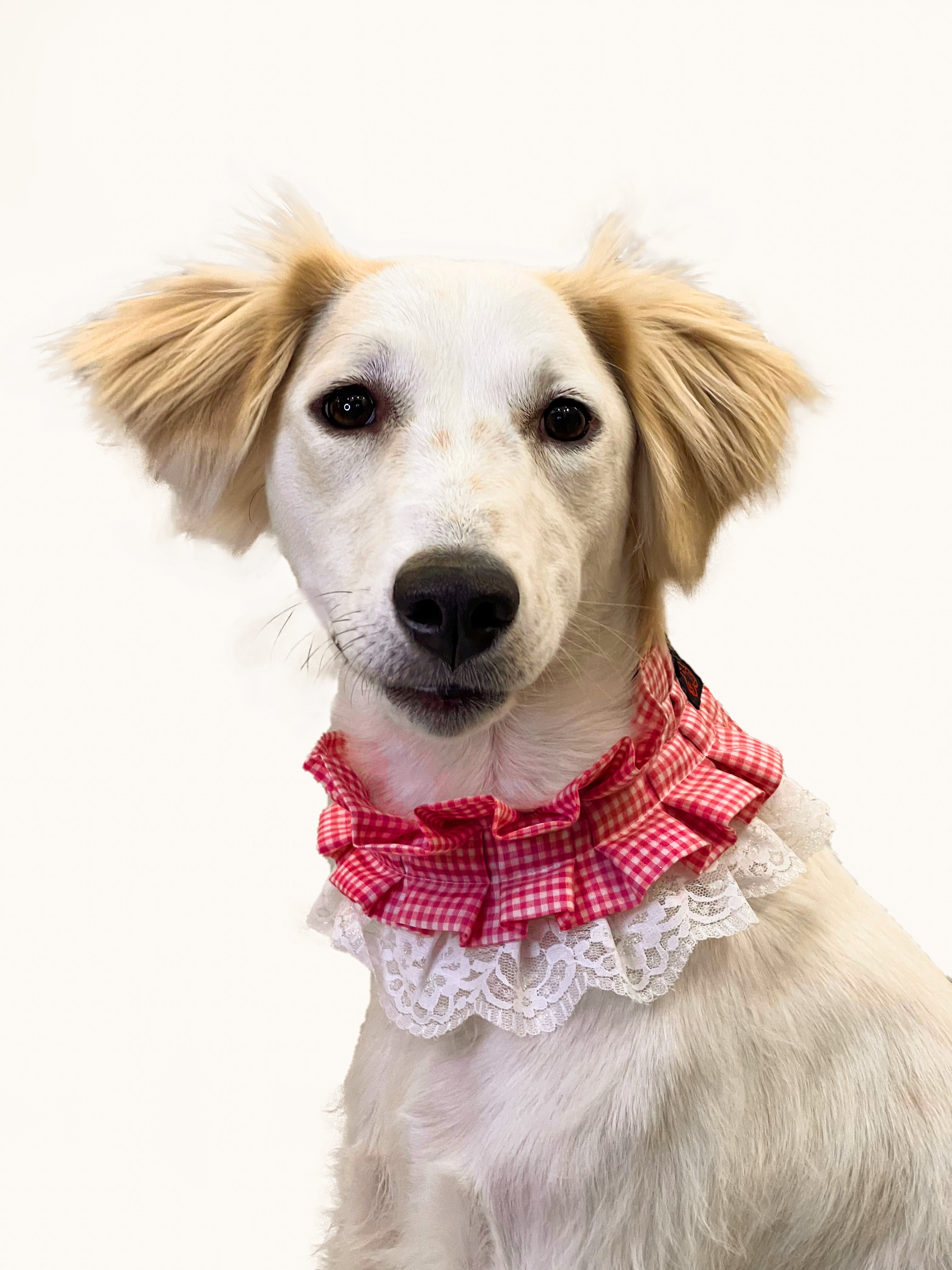 Pawgy Pets Frilly Bandana: Pink for Dogs & Cats – image 2