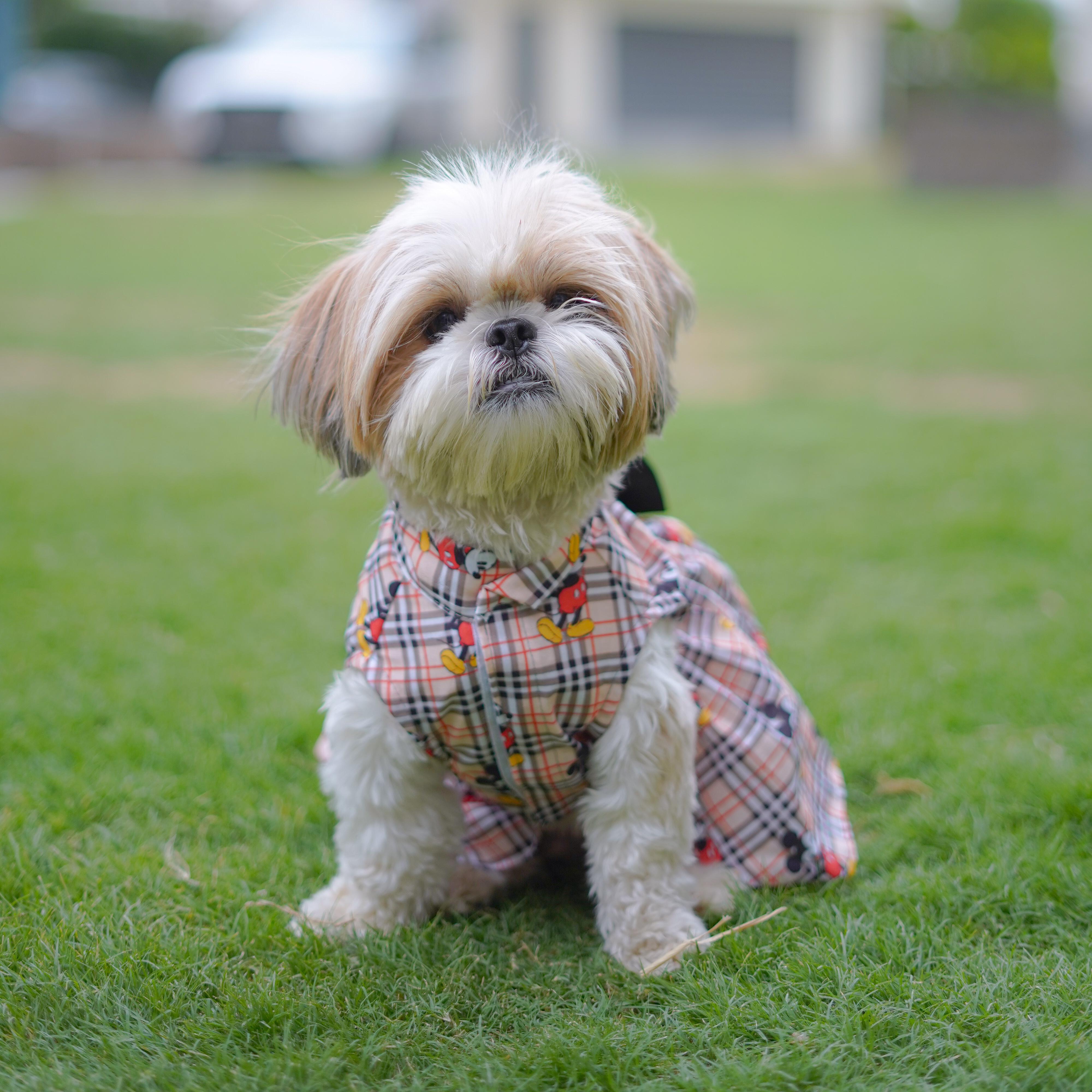Pawgy Pets Mickey Check Dress Beige for Dogs – image 3