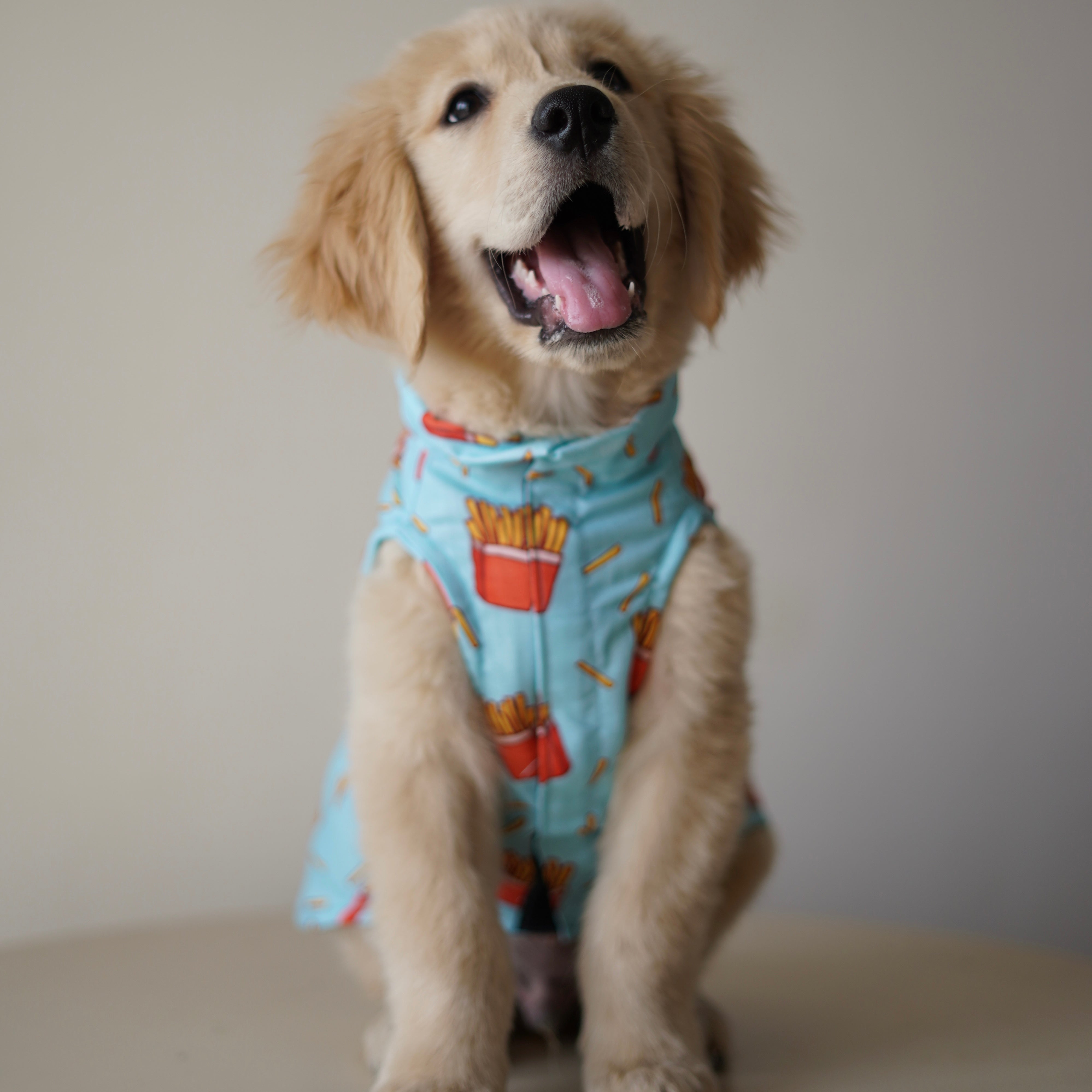 Pawgy Pets Fries over guys Sando Blue for Dogs – image 2