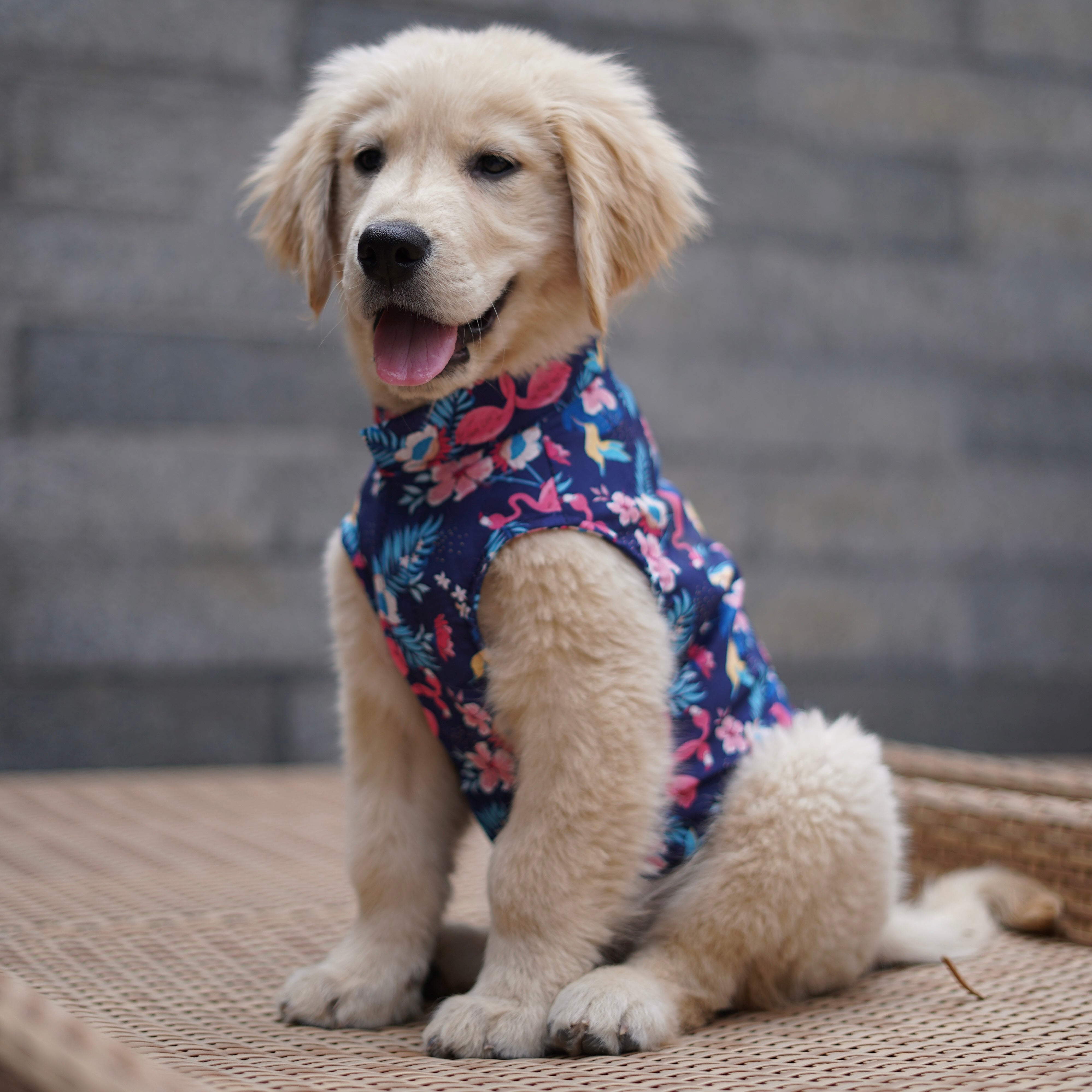 Pawgy Pets Hawaiian Flamingo Sando Navy Blue for Dogs – image 3