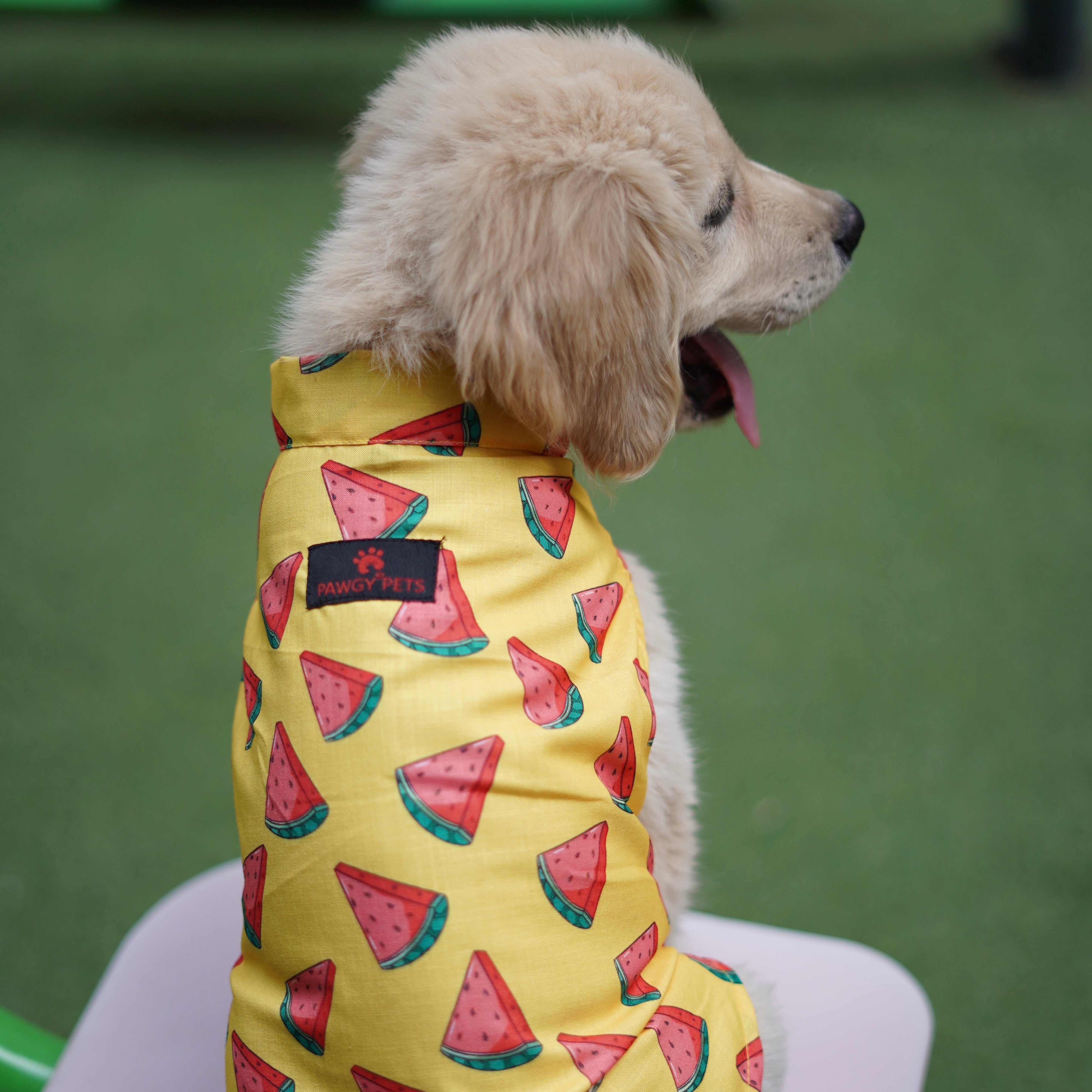 Pawgy Pets Watermelon Sugar Sando Yellow for Dogs – image 3