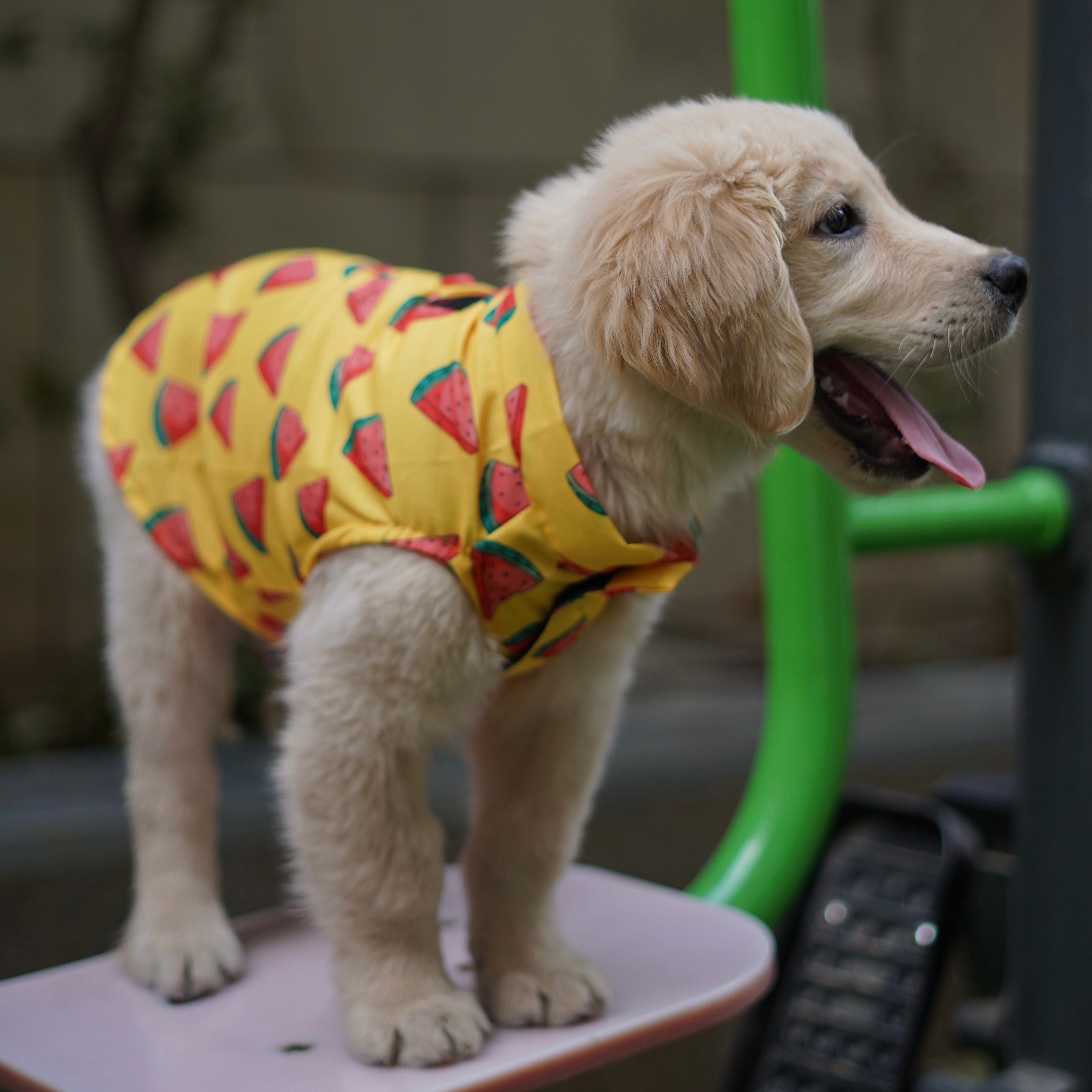 Pawgy Pets Watermelon Sugar Sando Yellow for Dogs – image 2