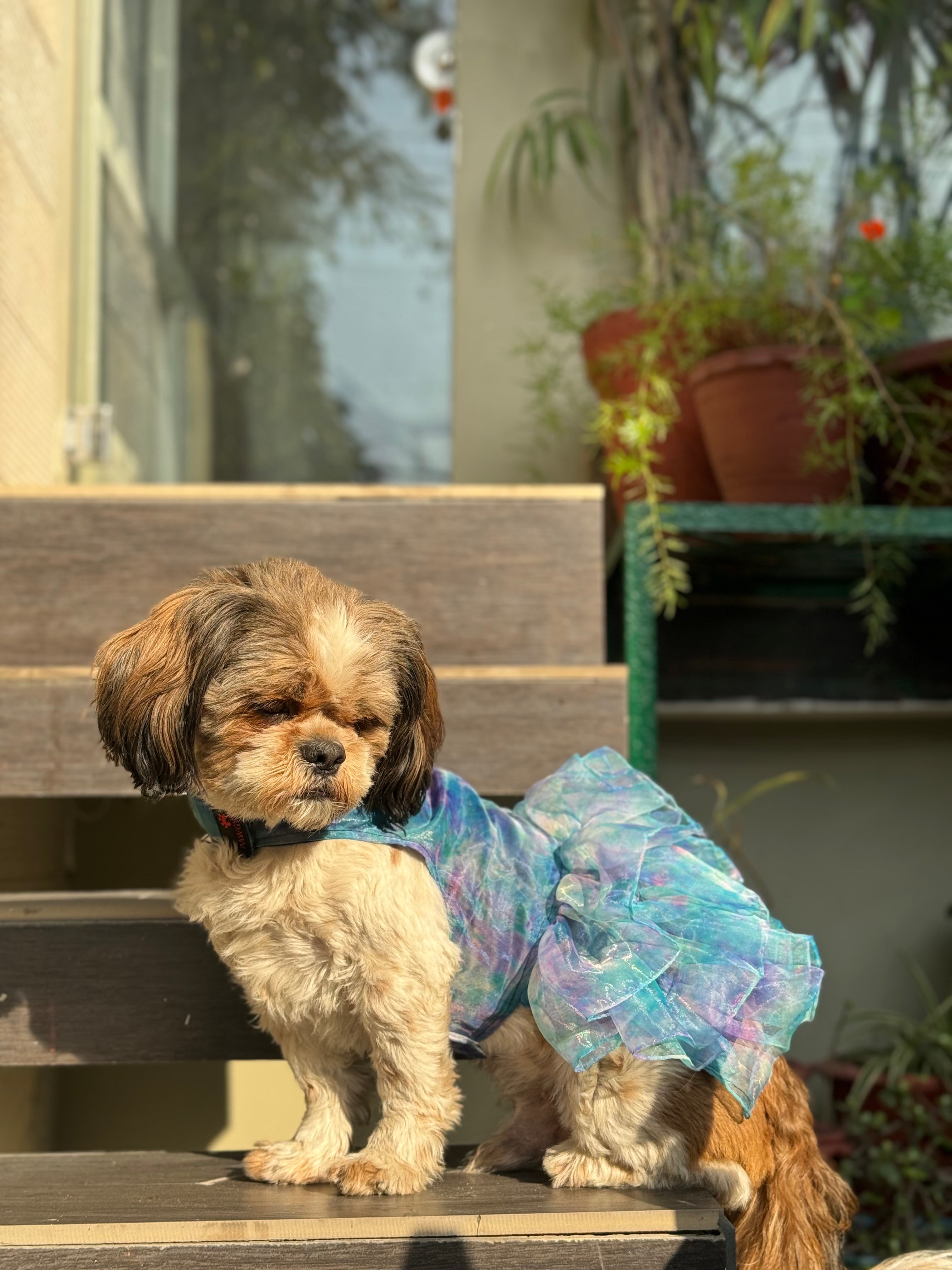 Pawgy Pets Frilly Dress Blue for Dogs – image 2