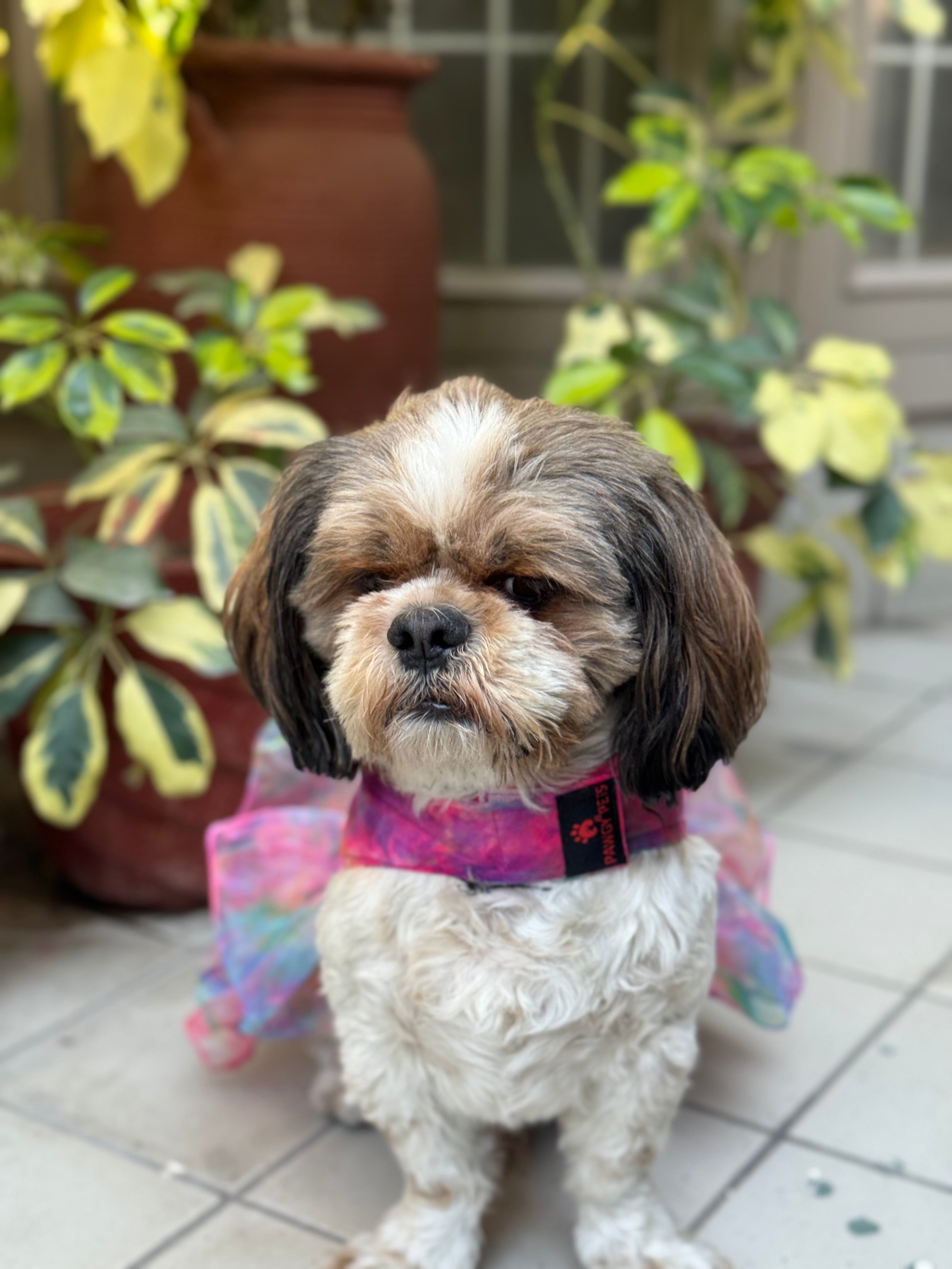 Pawgy Pets Frilly Dress Pink for Dogs – image 4