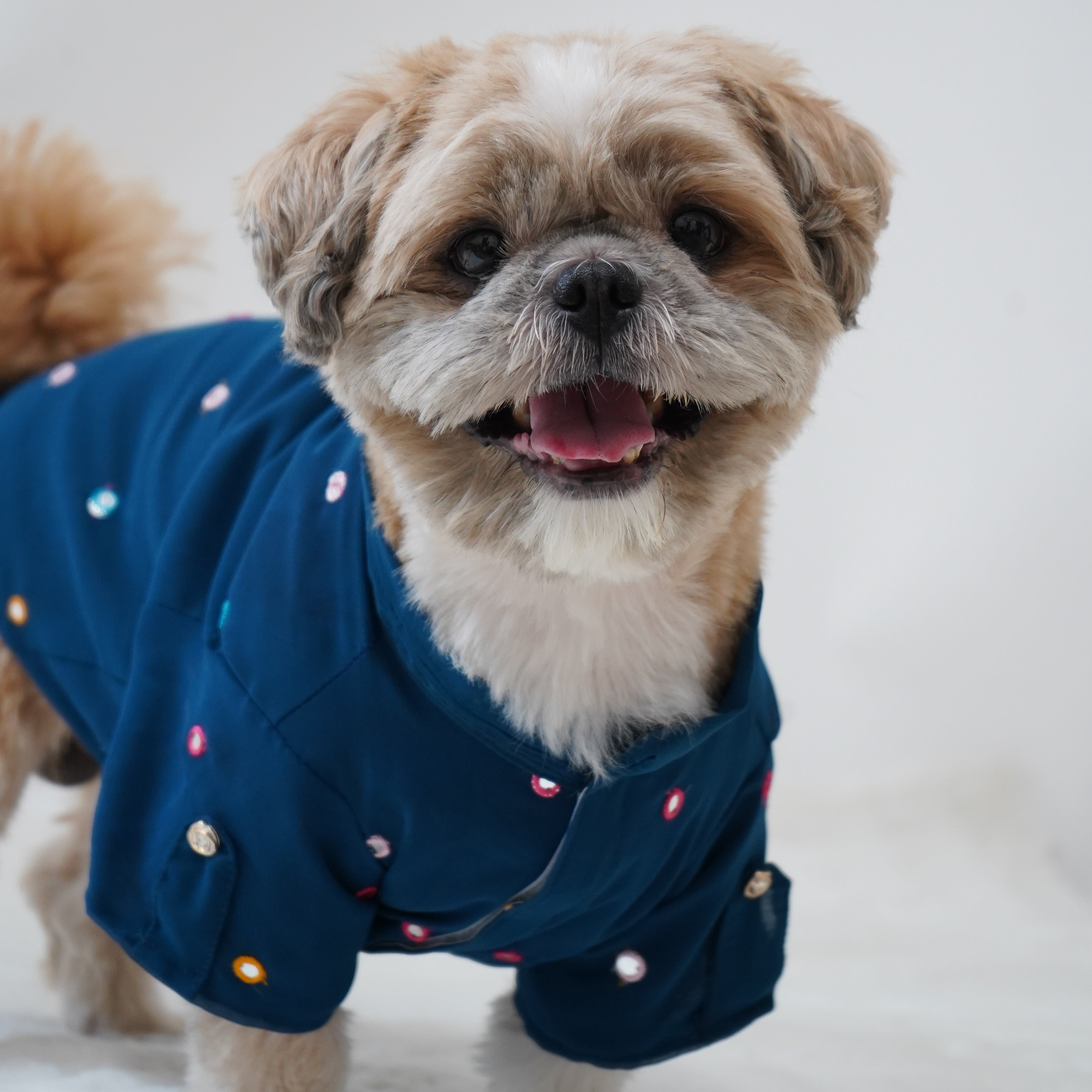 Pawgy Pets Festive Shirt Peacock Blue for Dogs – image 5