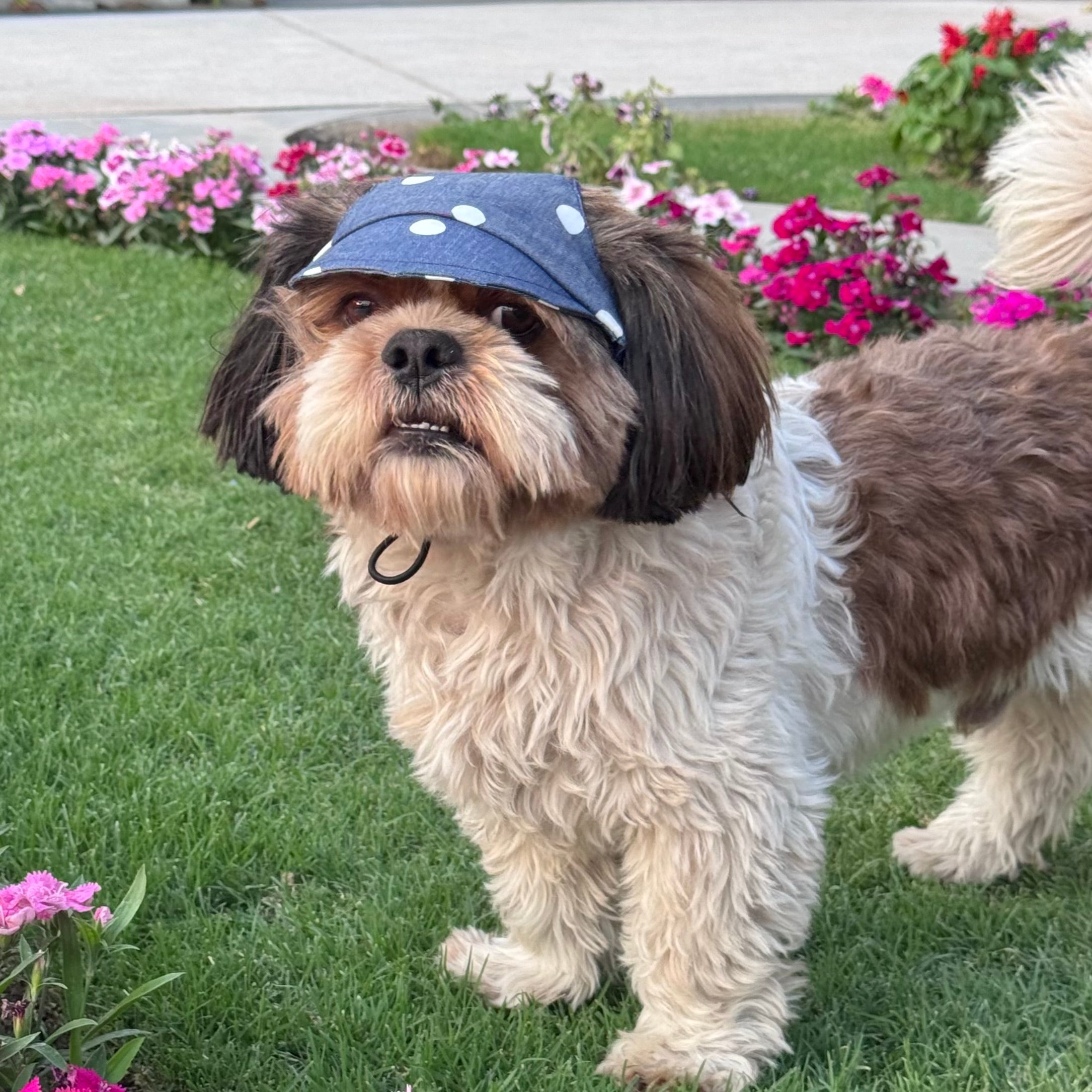 Pawgy Pets Dog Cap: Denim Polka for Dogs & Cats – image 2