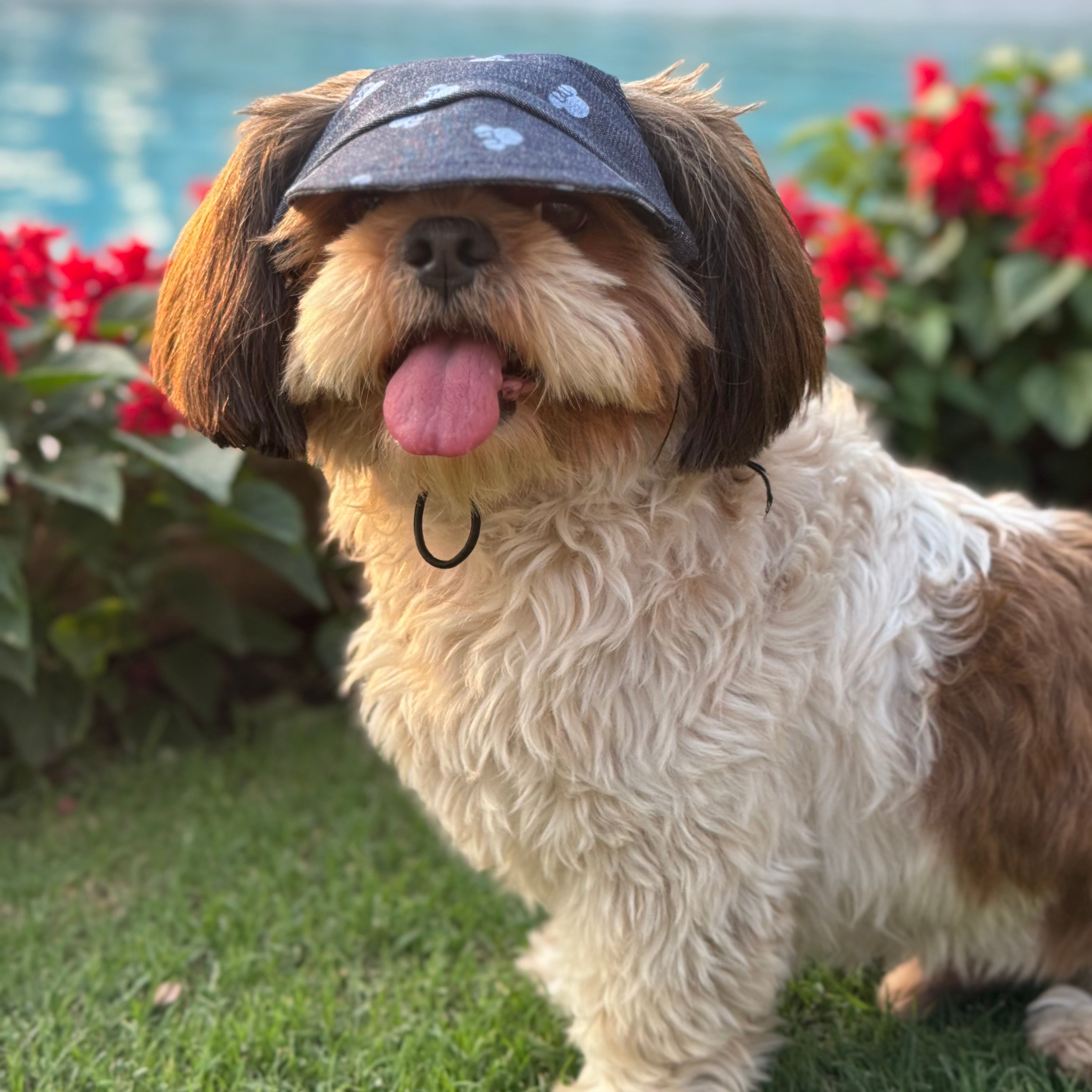 Pawgy Pets Dog Cap: Denim Minnie for Dogs & Cats – image 2